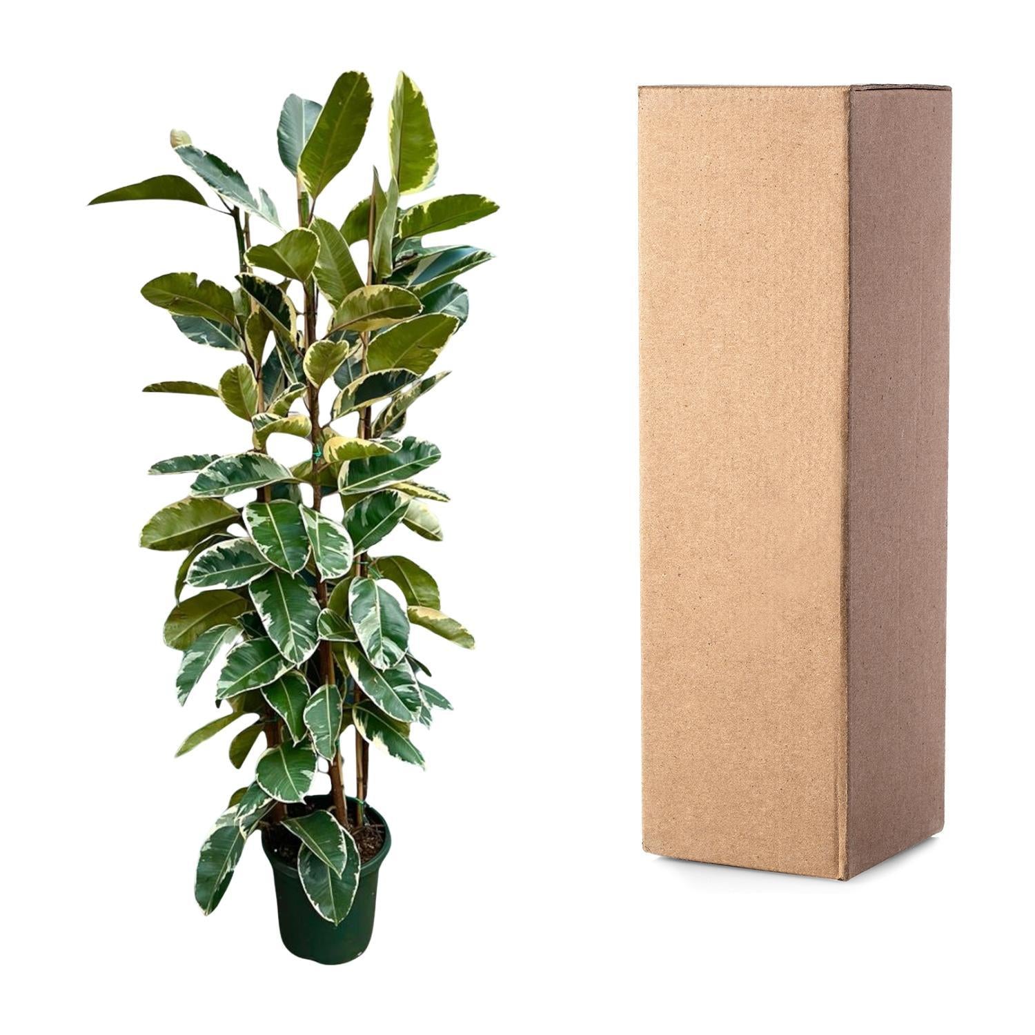 Gummibaum Ficus Elastica Tineke Strauch - 225cm - ø40