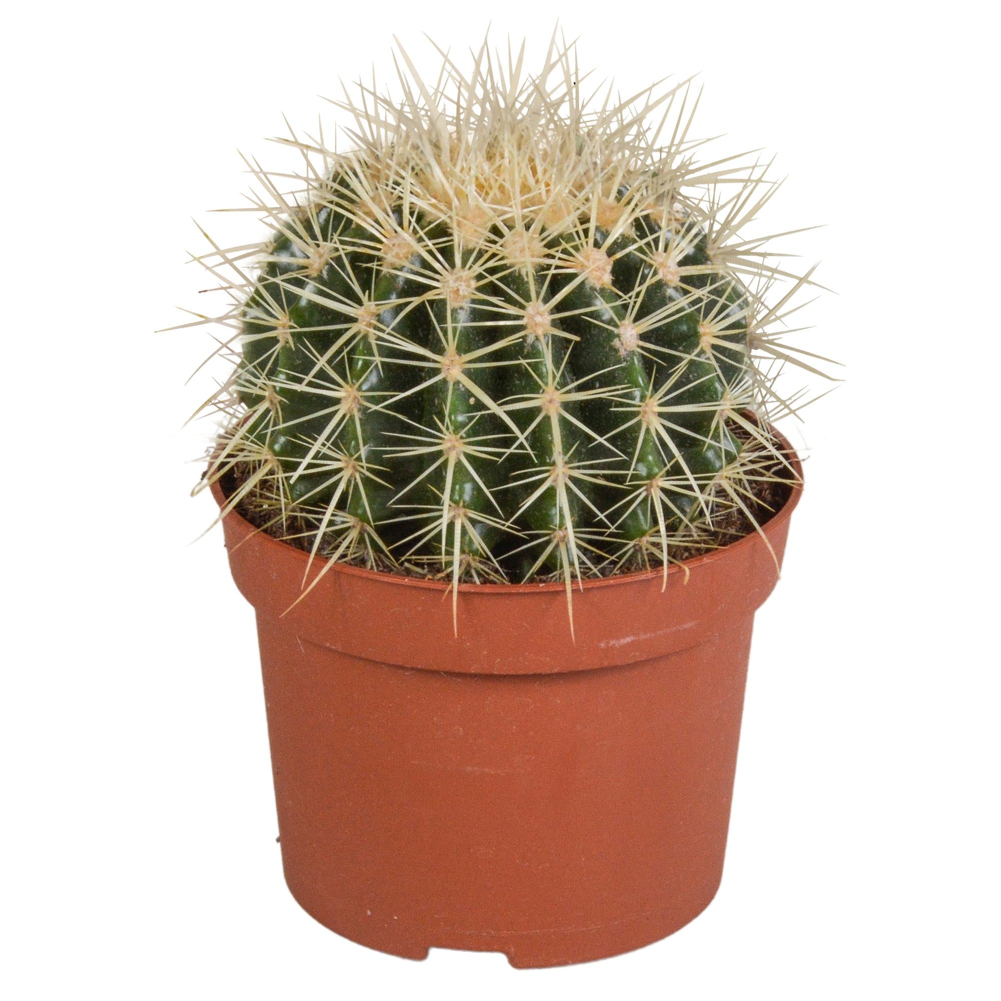 Schwiegermutterstuhl Kaktus  - Echinocactus grusonii - 12cm