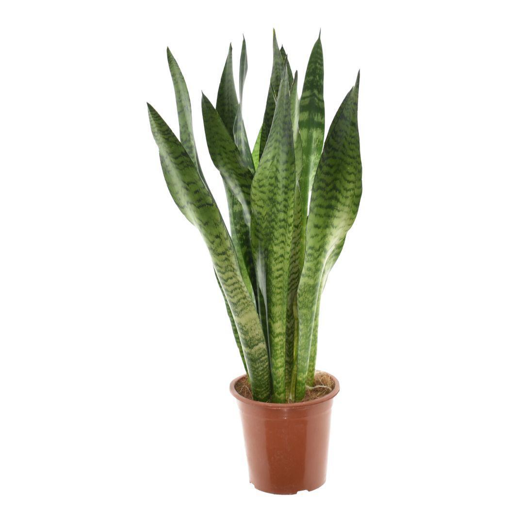 Ceylon Bogenhanf - Sansevieria Zeylanica - Ø17cm - ↕75cm