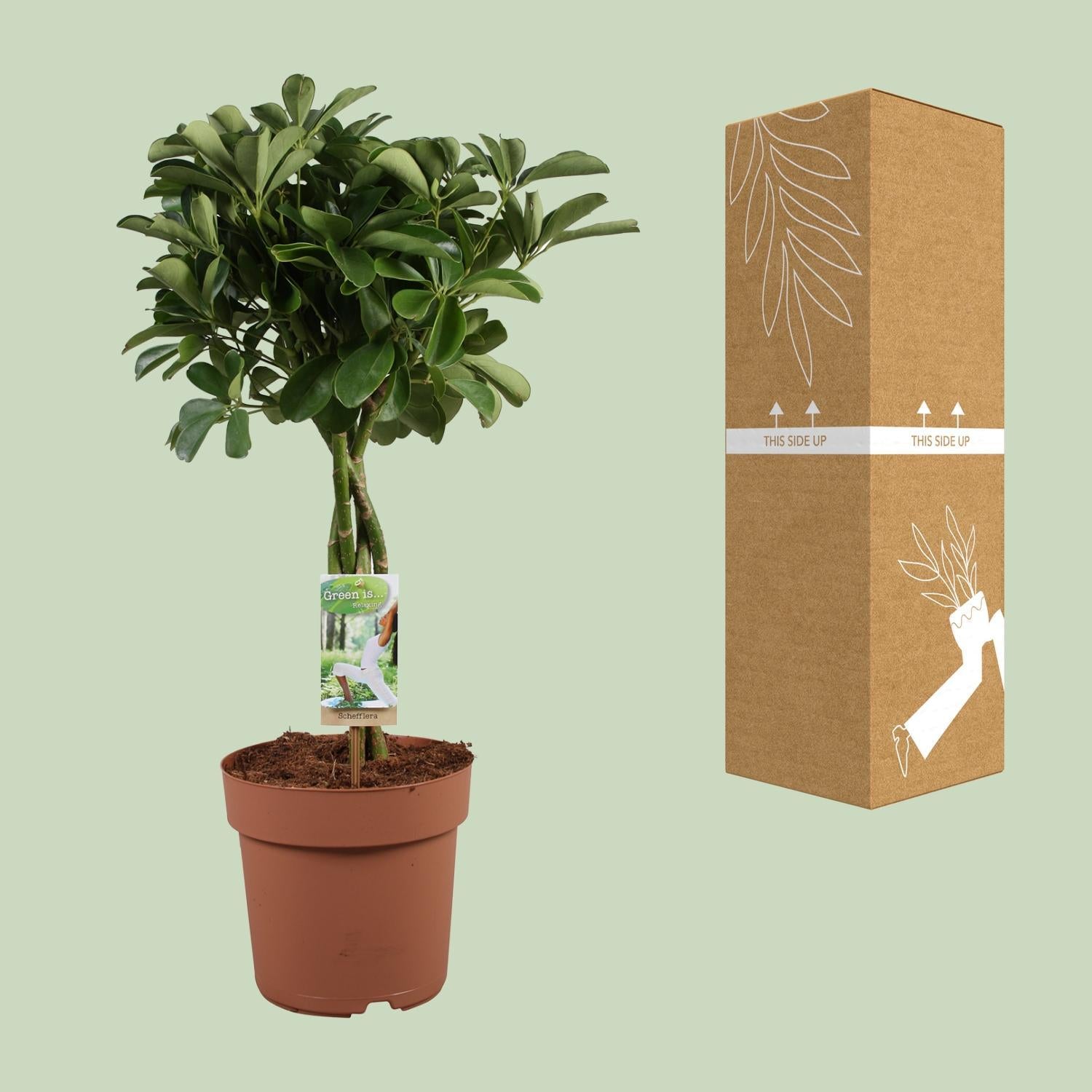 Schefflera Arboricola Nora - Ø21cm - ↕80cm