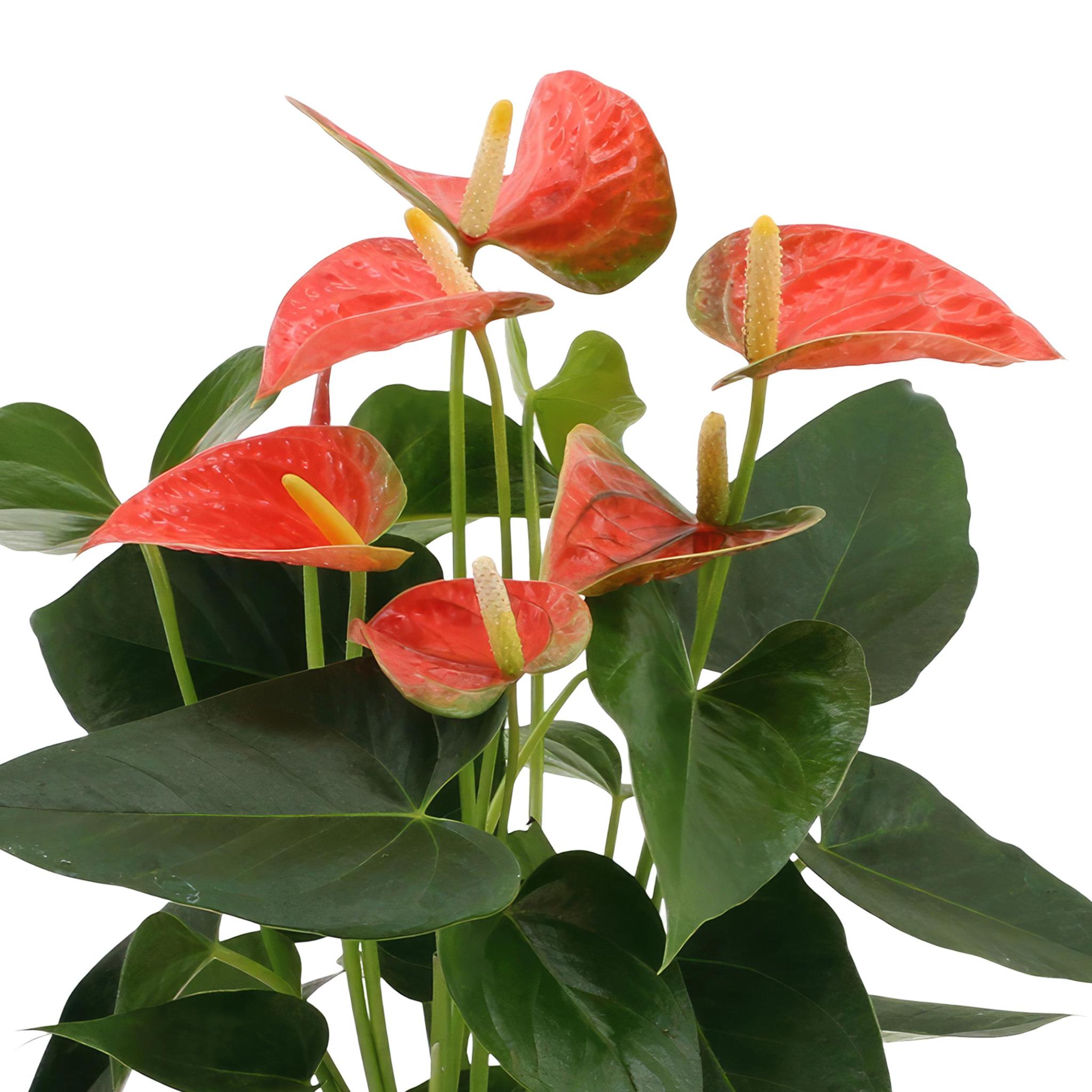 Anthurium andreanum Prins van Oranje incl. PURE mand - 45cm - Ø12