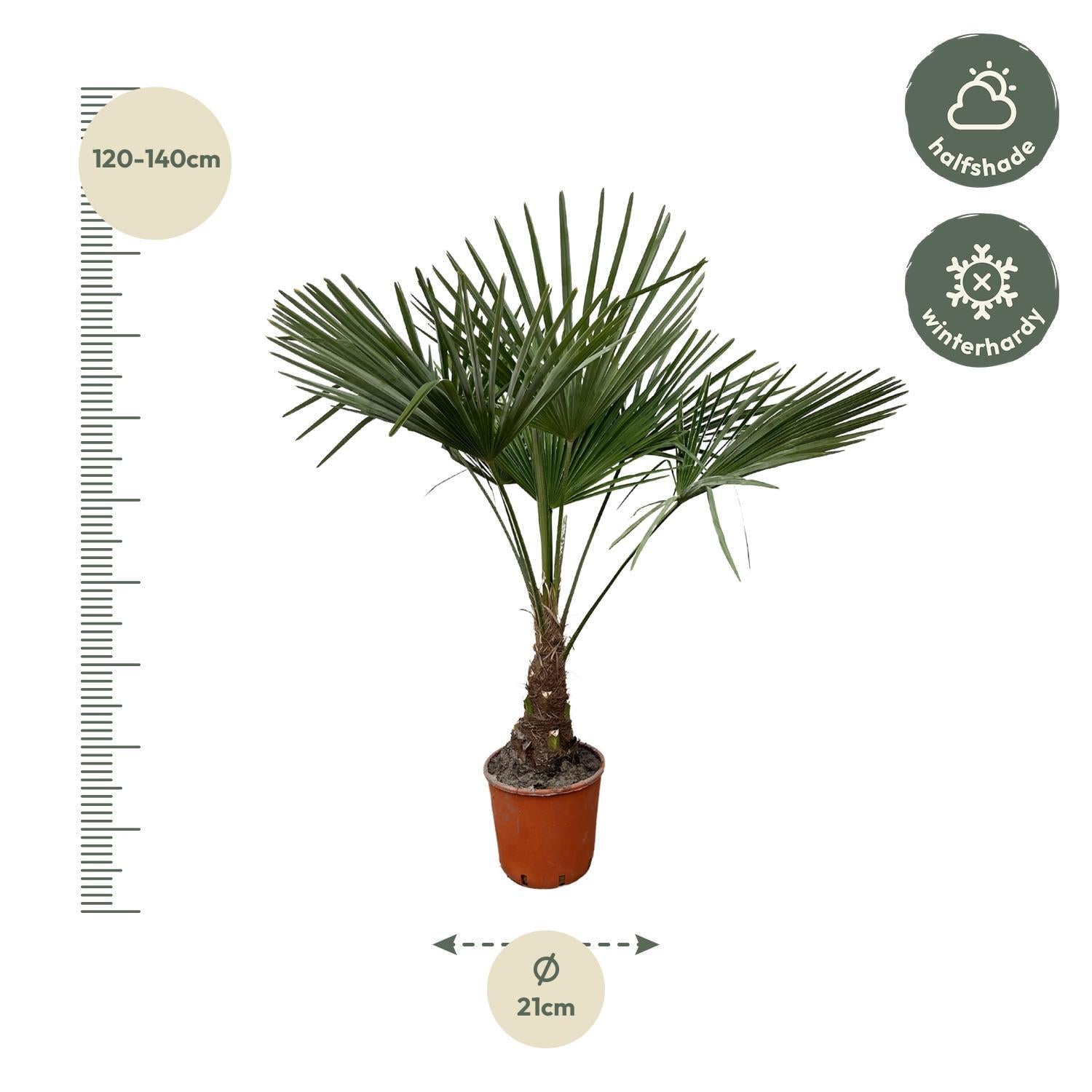 Trachycarpus - 130cm- Ø21