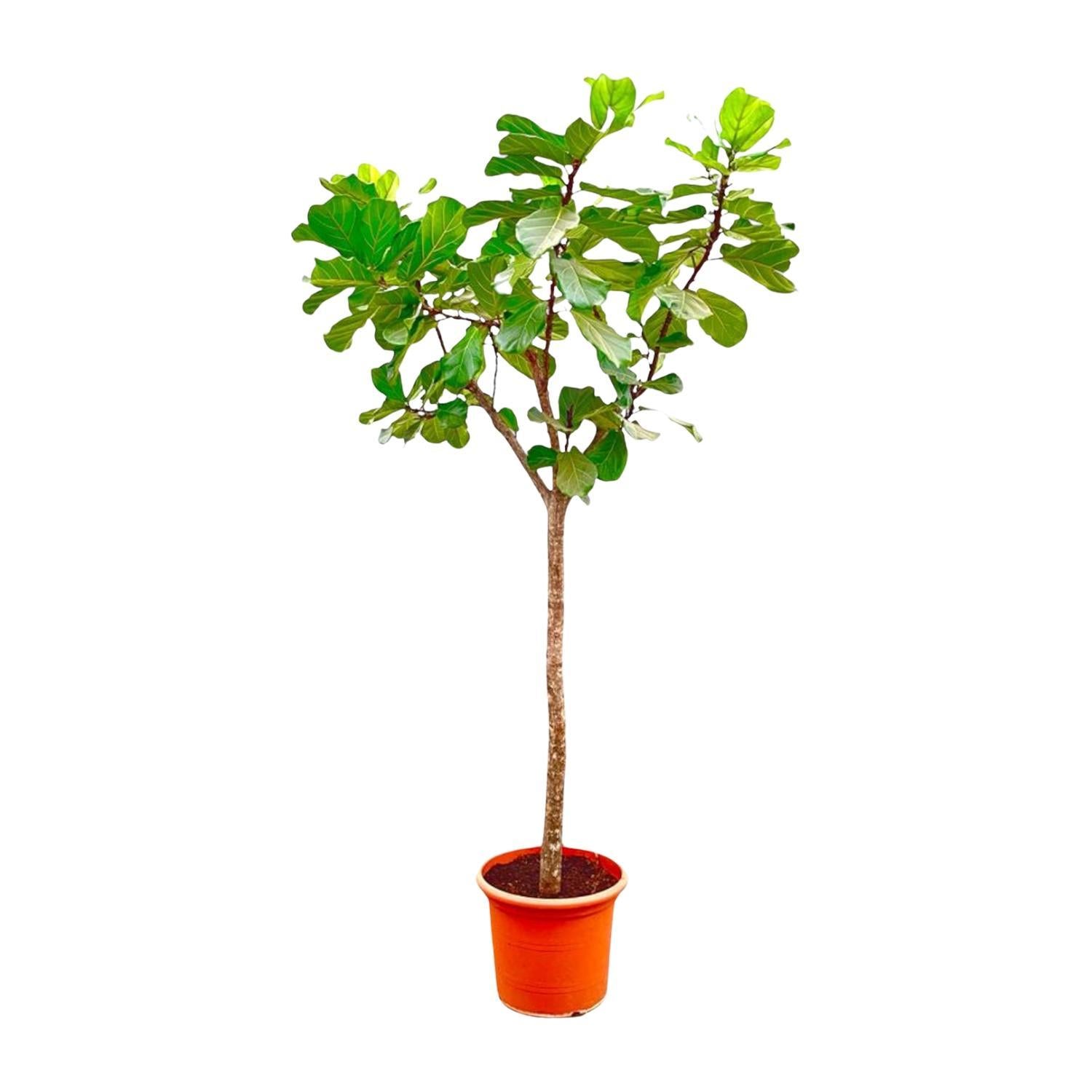 Geigenfeige - Ficus Lyrata Baum XXXL - 300cm - ø55