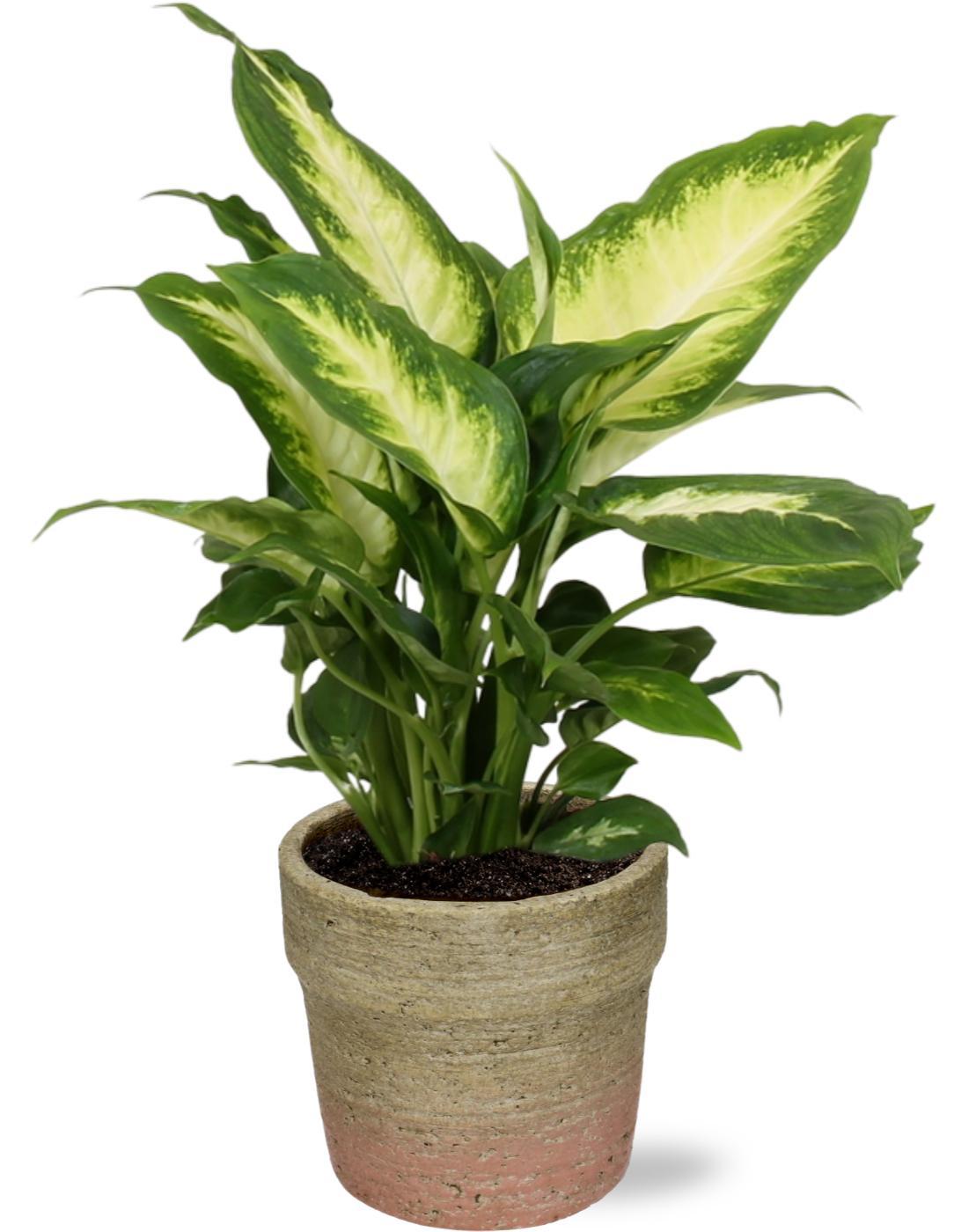 Dieffenbachia Camilla - Ø12cm - ↕35cm + Invorno Pot D13,5x12,5cm - Natürlich Topf Natutfarbe