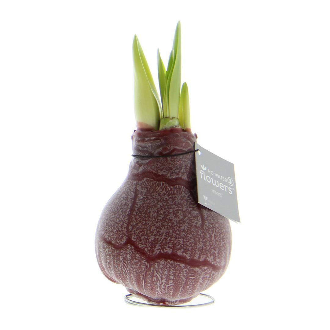 No Water Flowers® (wax amaryllis) | Waxz® Marble - Bordeaux + Red flower