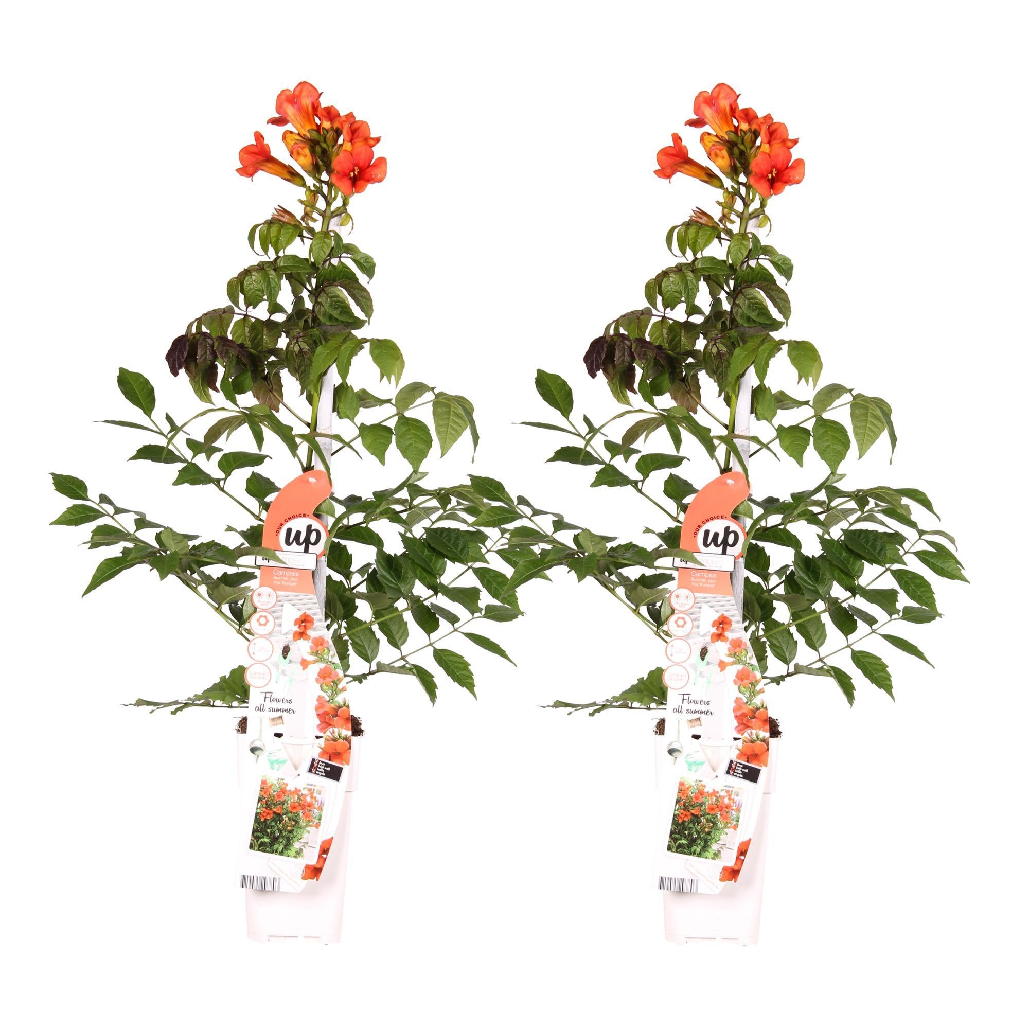 2x - Campsis Summer Jazz 'Vuurtrompet' - ↨65cm - Ø15