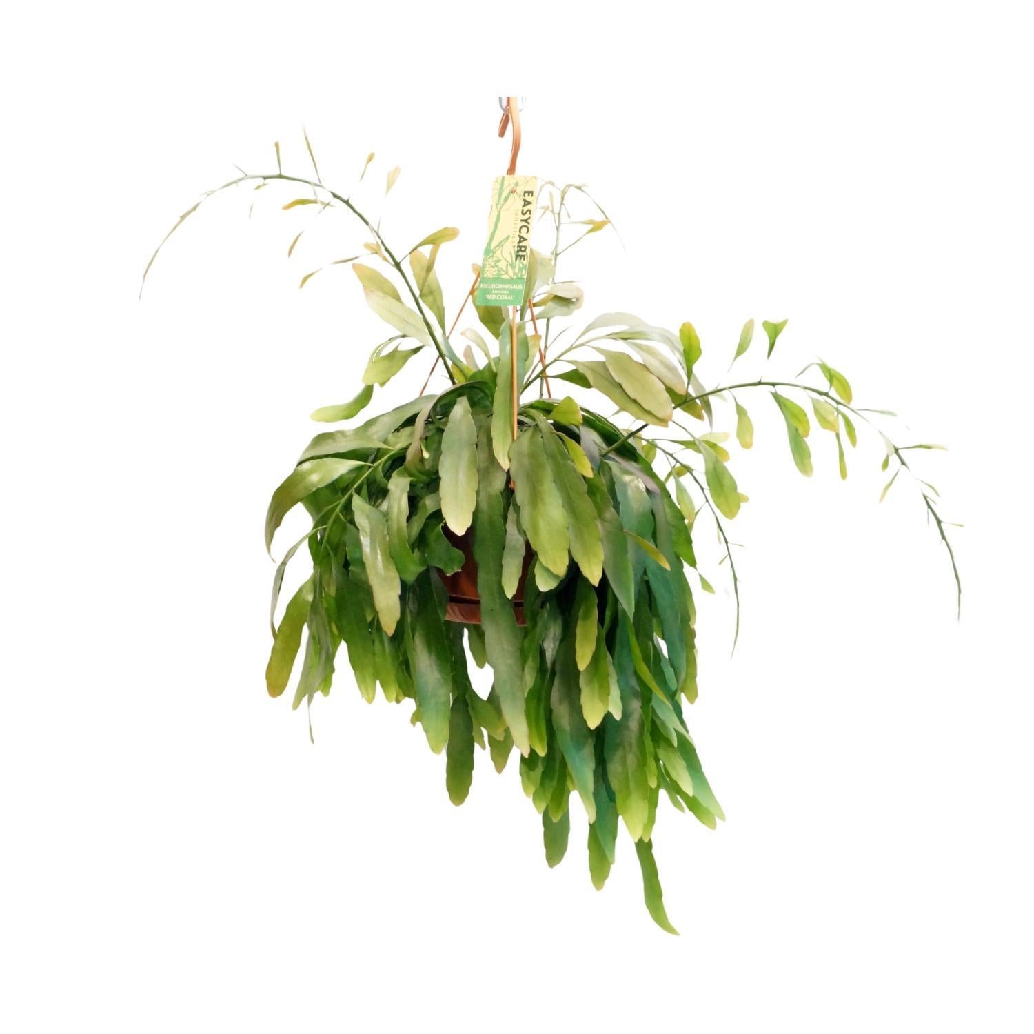 Pseudorhipsalis Ramulosa Roodkoraal - Ø21 ↕45