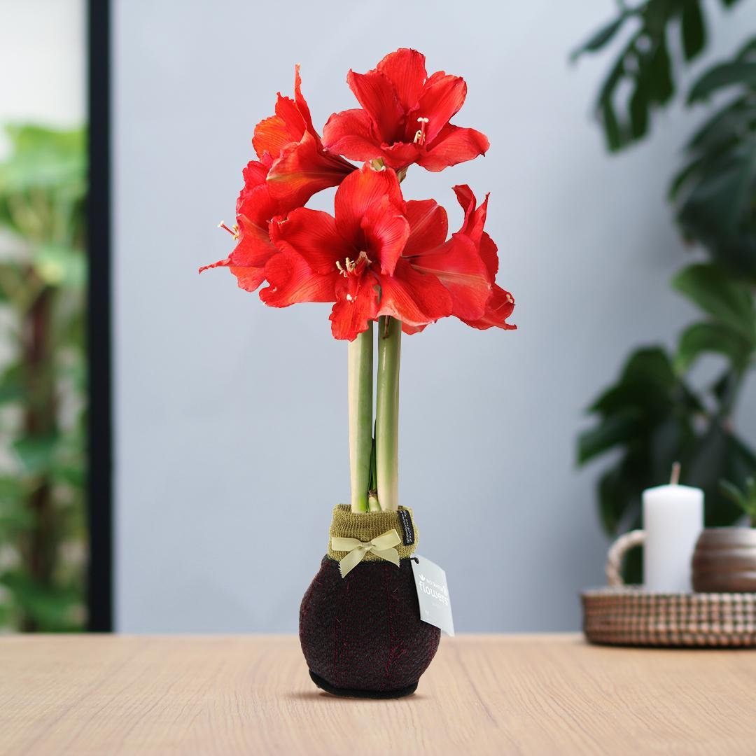 No Water Flowers® (wax amaryllis) | Fashionz Elegant - Bordeaux + Red flower