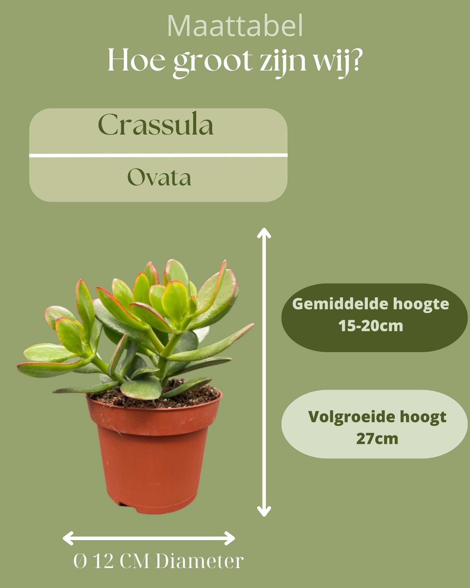 Succulenten- Crassula Ovata - 12cmØ- 15-20cm hoch- (3 Stück) - Normal - Ø12 cm