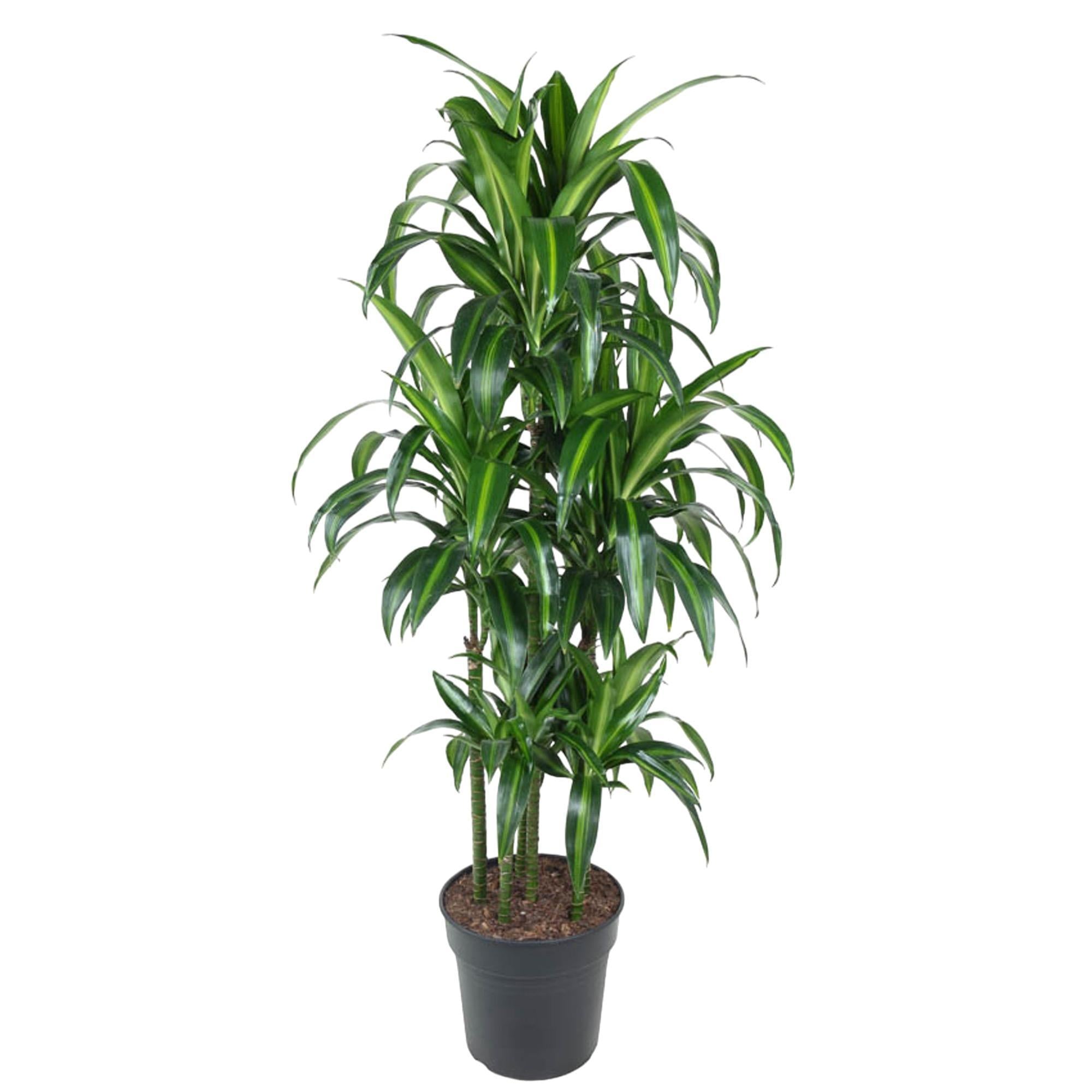 Drachenbaum Hawai auch hawaiianische Ti-Pflanze - Dracaena Hawaiiana Carrousel - 150 cm - ø31