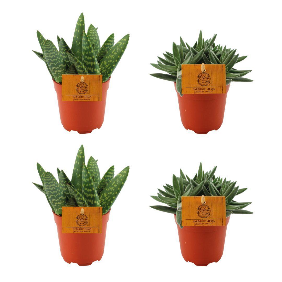 Aloe Paradisicum + 2x Crassula Tenelli - 4 stück - Ø10.5cm - ↕10cm