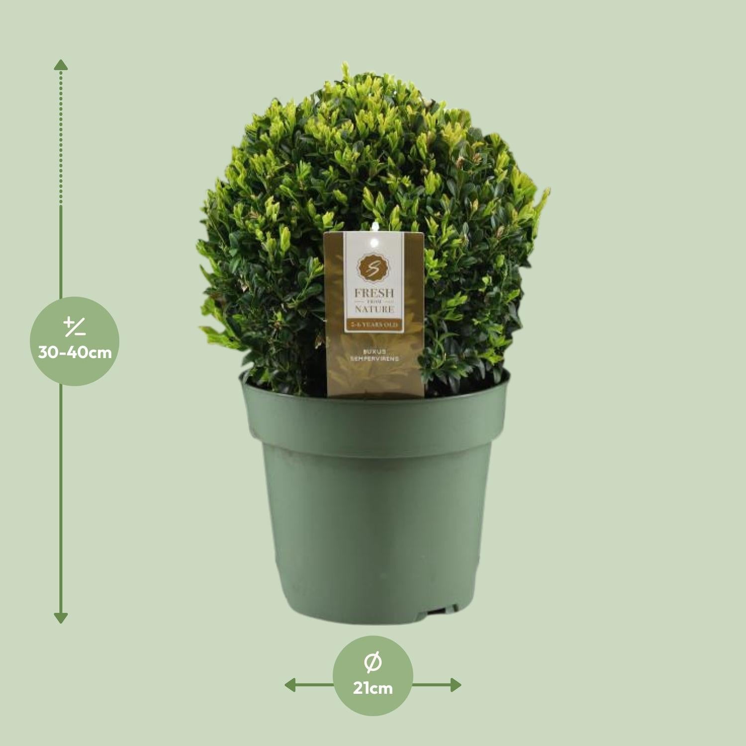 Buxus Sem. Bol Ø25cm P21 - Ø21cm - ↕40cm