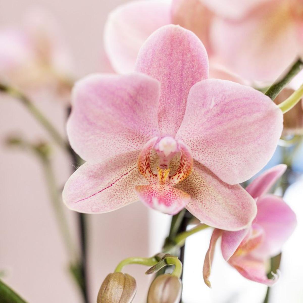 Hummingbird Orchids I COMBI-AANBIEDING van 2 oudroze Phalaenopsis orchideeën - Treviso - potmaat Ø12cm | bloeiende kamerplant - vers van de veredelaar