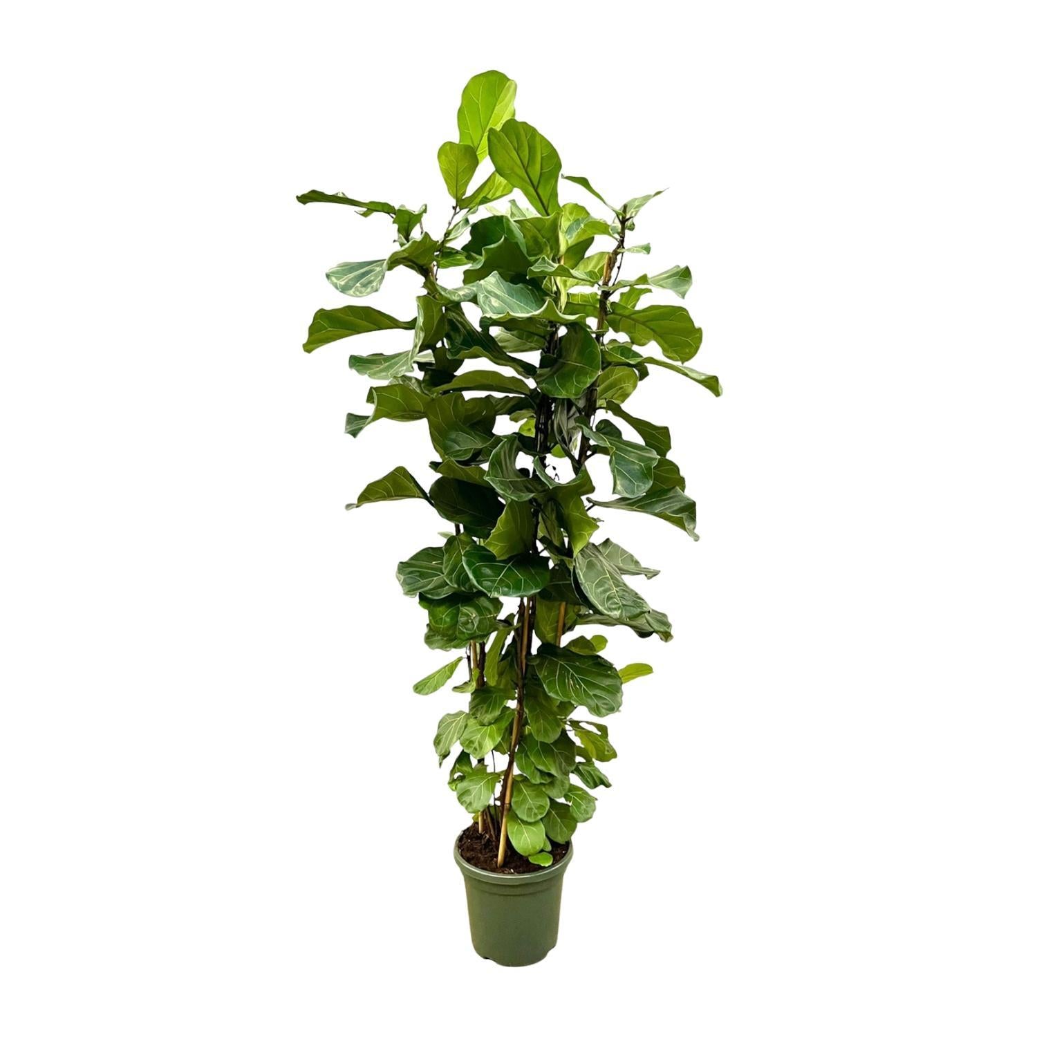 Geigenfeige - Ficus Lyrata Strauch  XL - 200cm - ø40