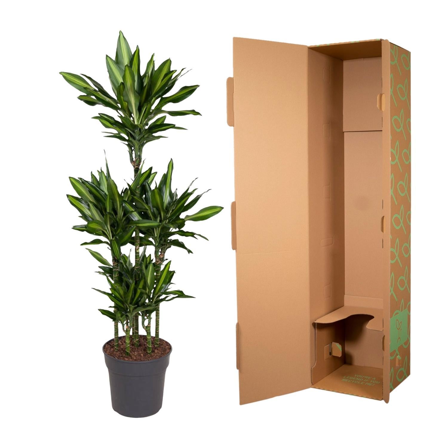 Drachenbaum Cintho - Dracaena Cintho Carrousel - 140 cm - ø31