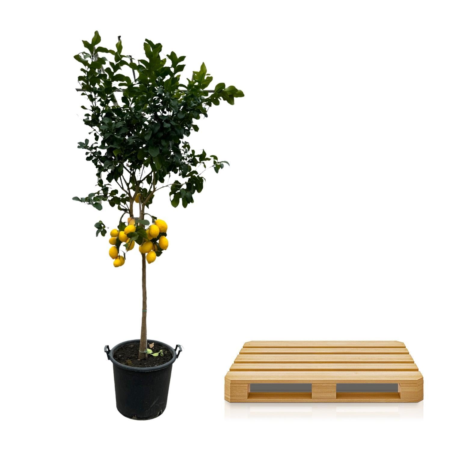 Zitronenbaum - Citrus Lemon - 260 cm - Ø50cm