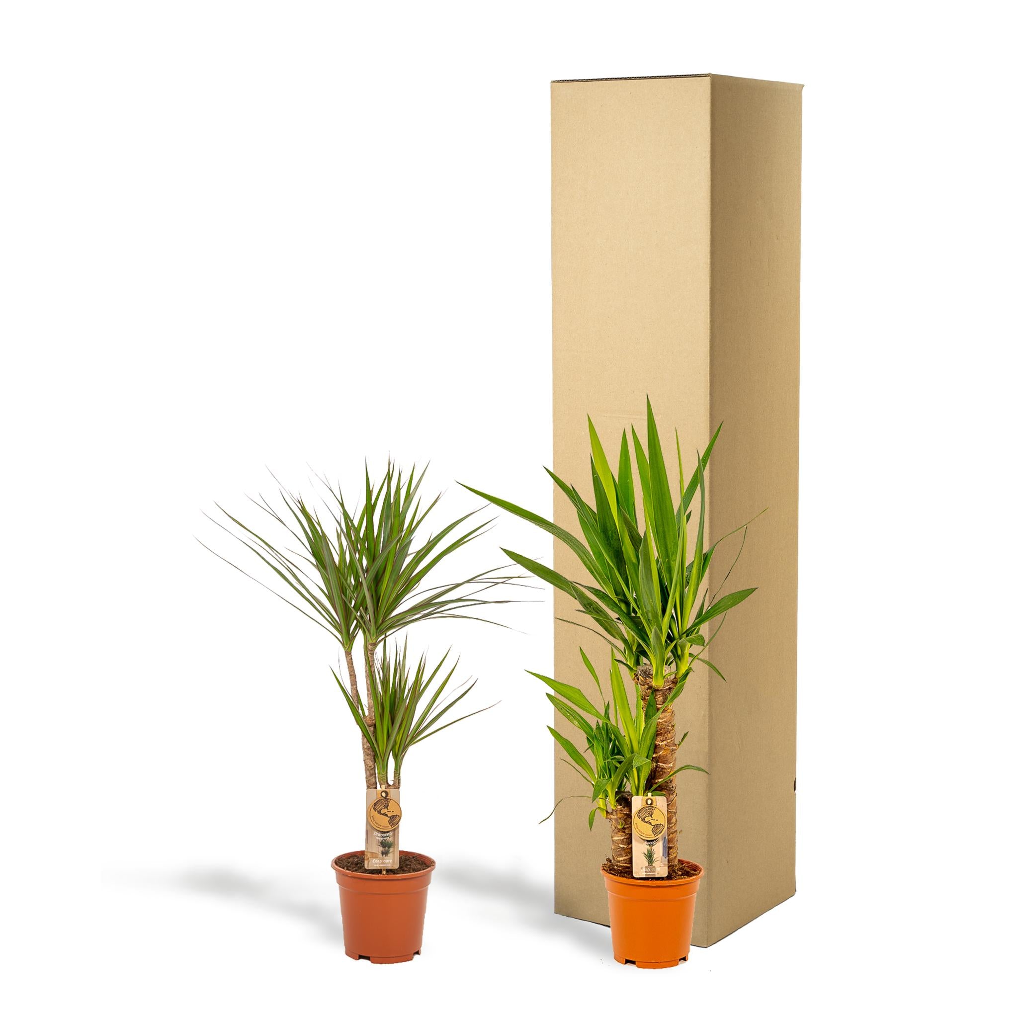 Pflanzen Mix - Drachenbaum Dracaena und Yucca Palme o ↨70cm - Ø17cm + Yucca ↨90cm - Ø17cm