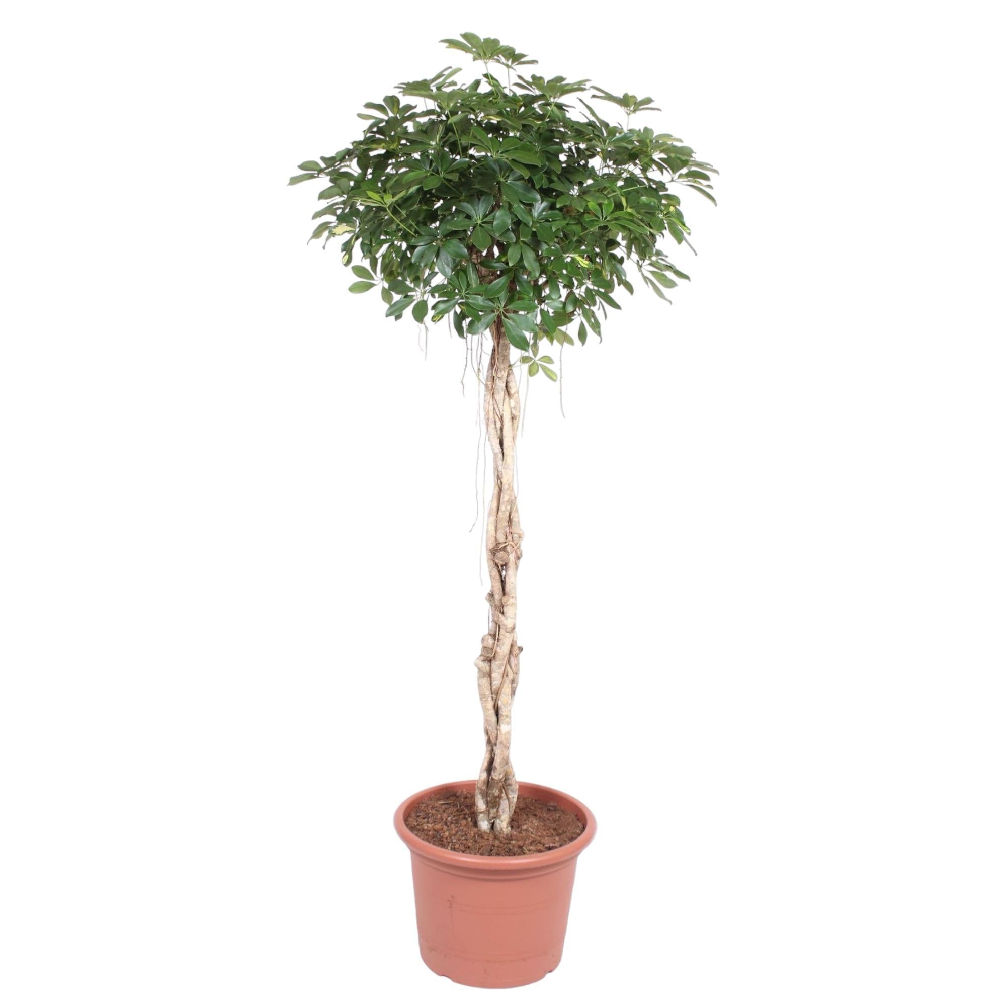 Schefflera Arboricola Compacta geweven stam - 200 cm - ø50