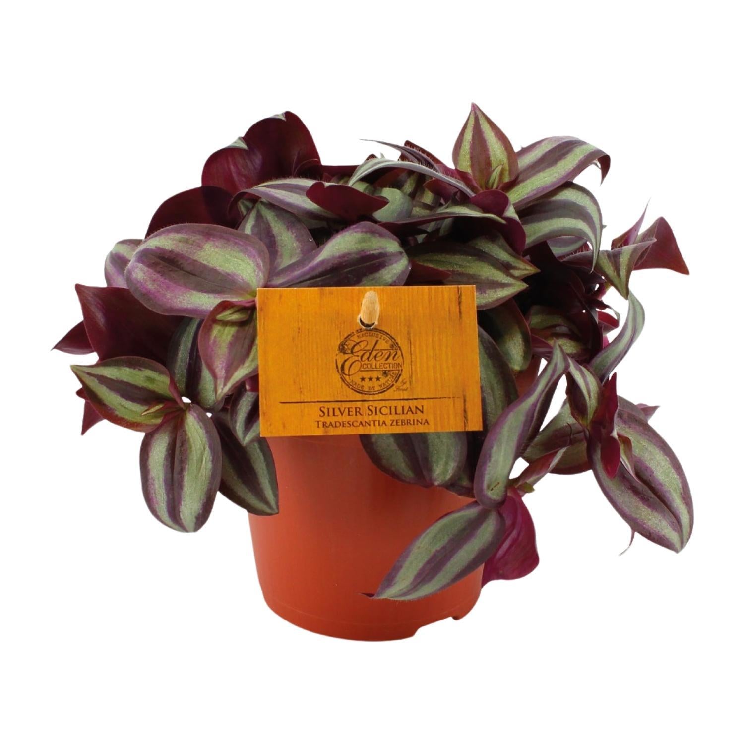 Tradescantia Zebrina 12cm - Ø12cm - ↕cm