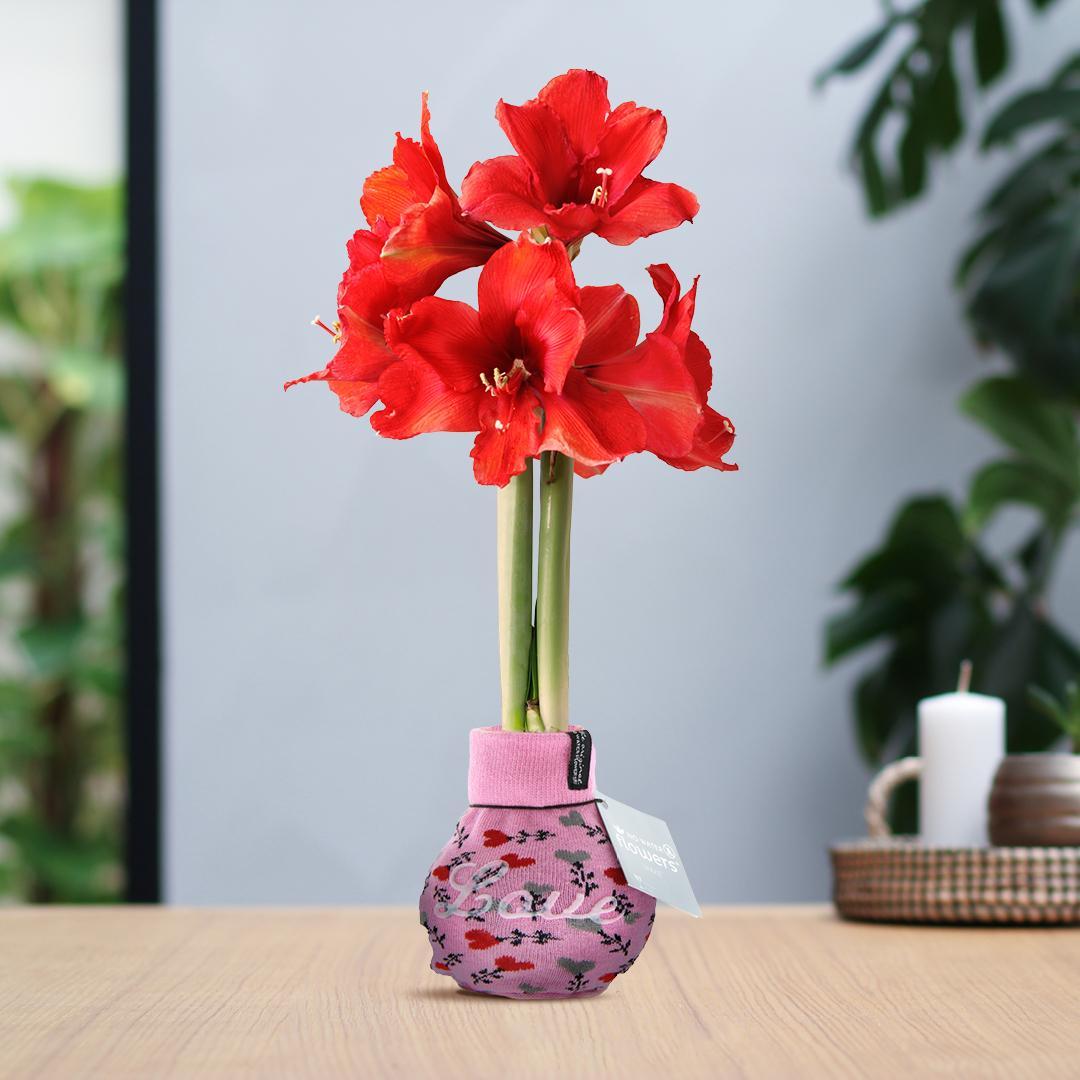 No Water Flowers® (wax amaryllis) | Fashionz Love - Pink + Red flower