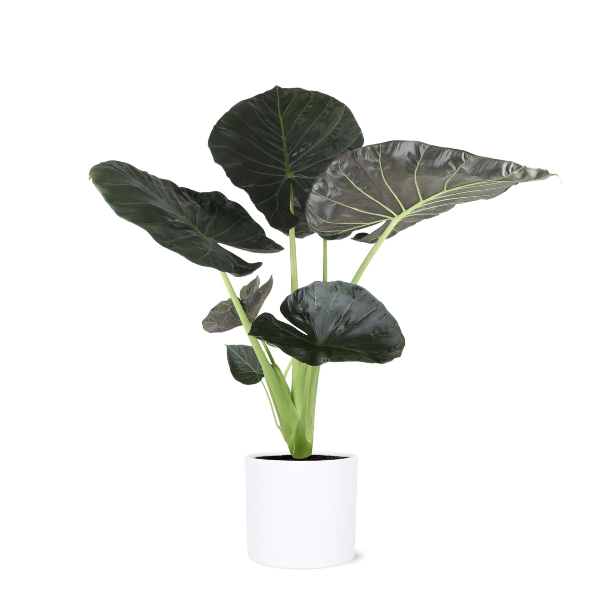 Elefantenohr - Alocasia Regal Shield Ø24cm - ↕110cm in Era Topf weiß