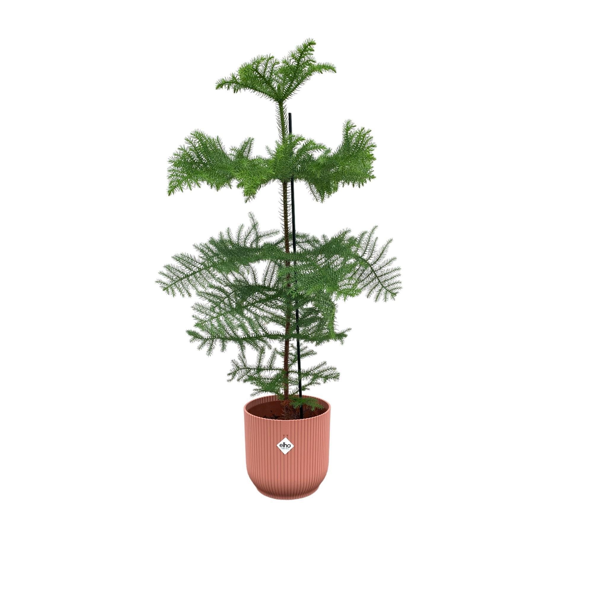 Araucaria (kamerden) inclusief elho Vibes Fold Round Topf rosa Ø22 - 100 cm