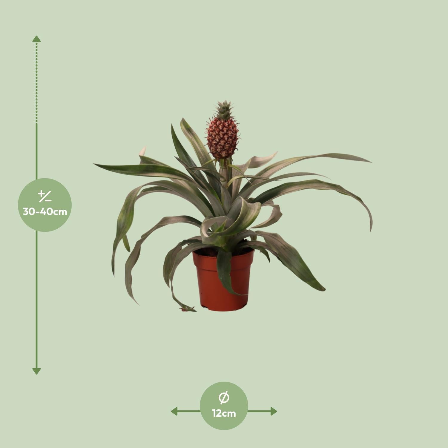 Ananas Rosita - Ø12cm - ↕35cm