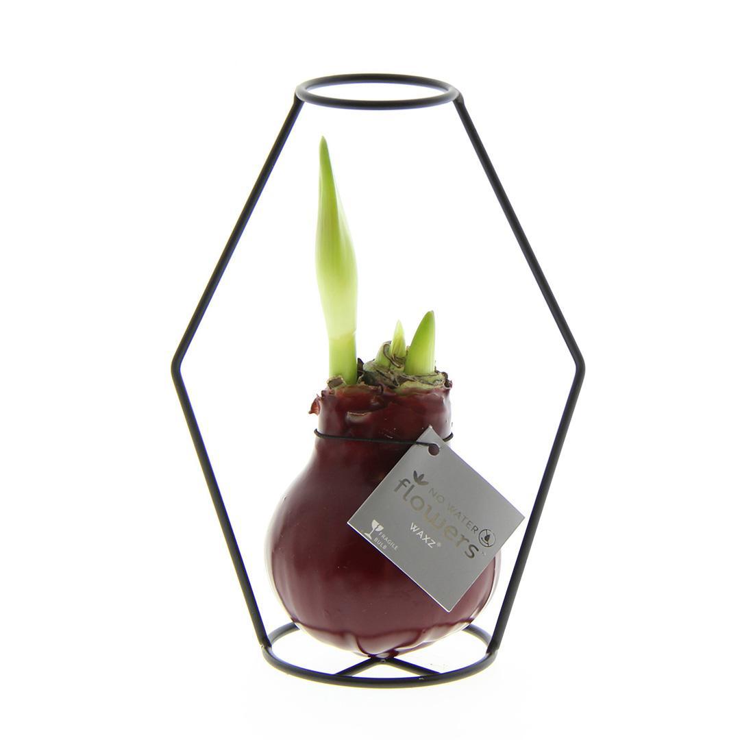 No Water Flowers® (wax amaryllis) | Formz Modern - Bordeaux + Red flower