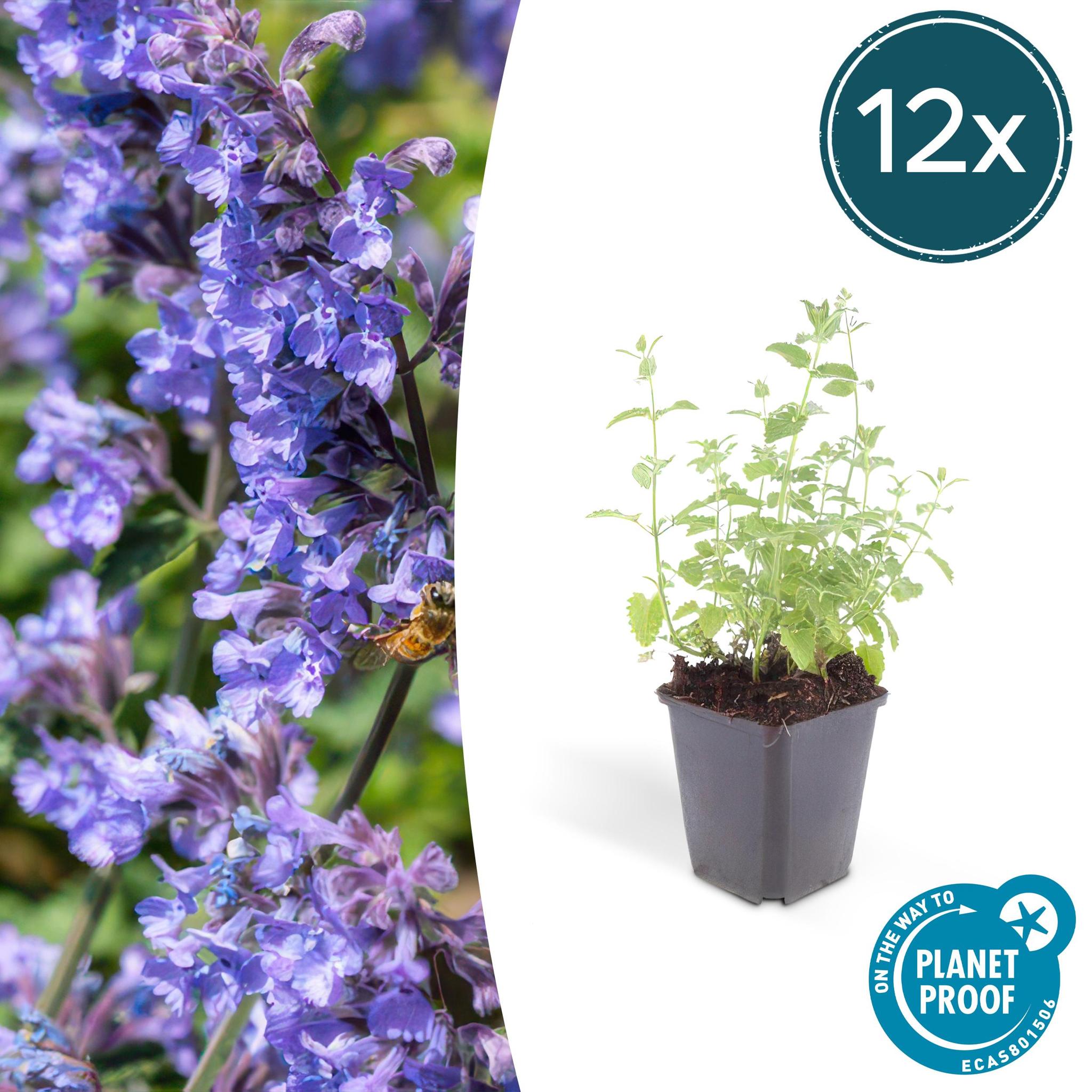 Katzenminze - Nepeta 'Six Hills Giant' - ↕25cm - Ø9cm - 6x - 12 Stück