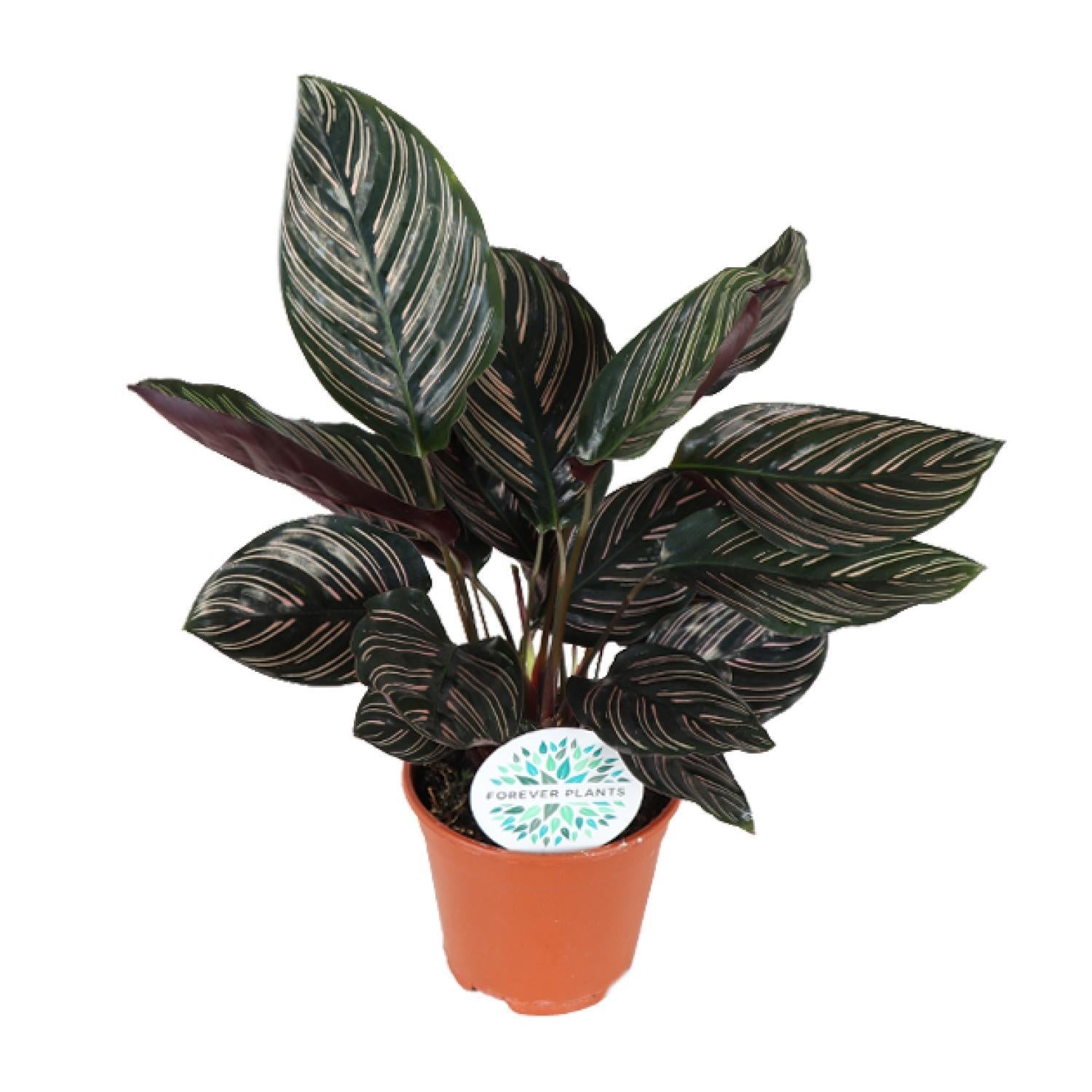 Calathea Majestica Whitestar - Korbmarante - Ø14cm - ↕45cm