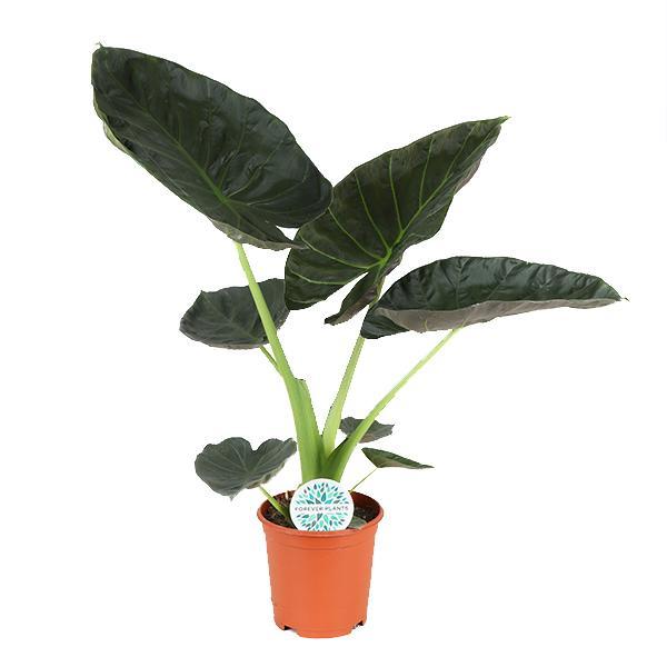 Alocasia Plankschild Ø21cm - ↕100cm