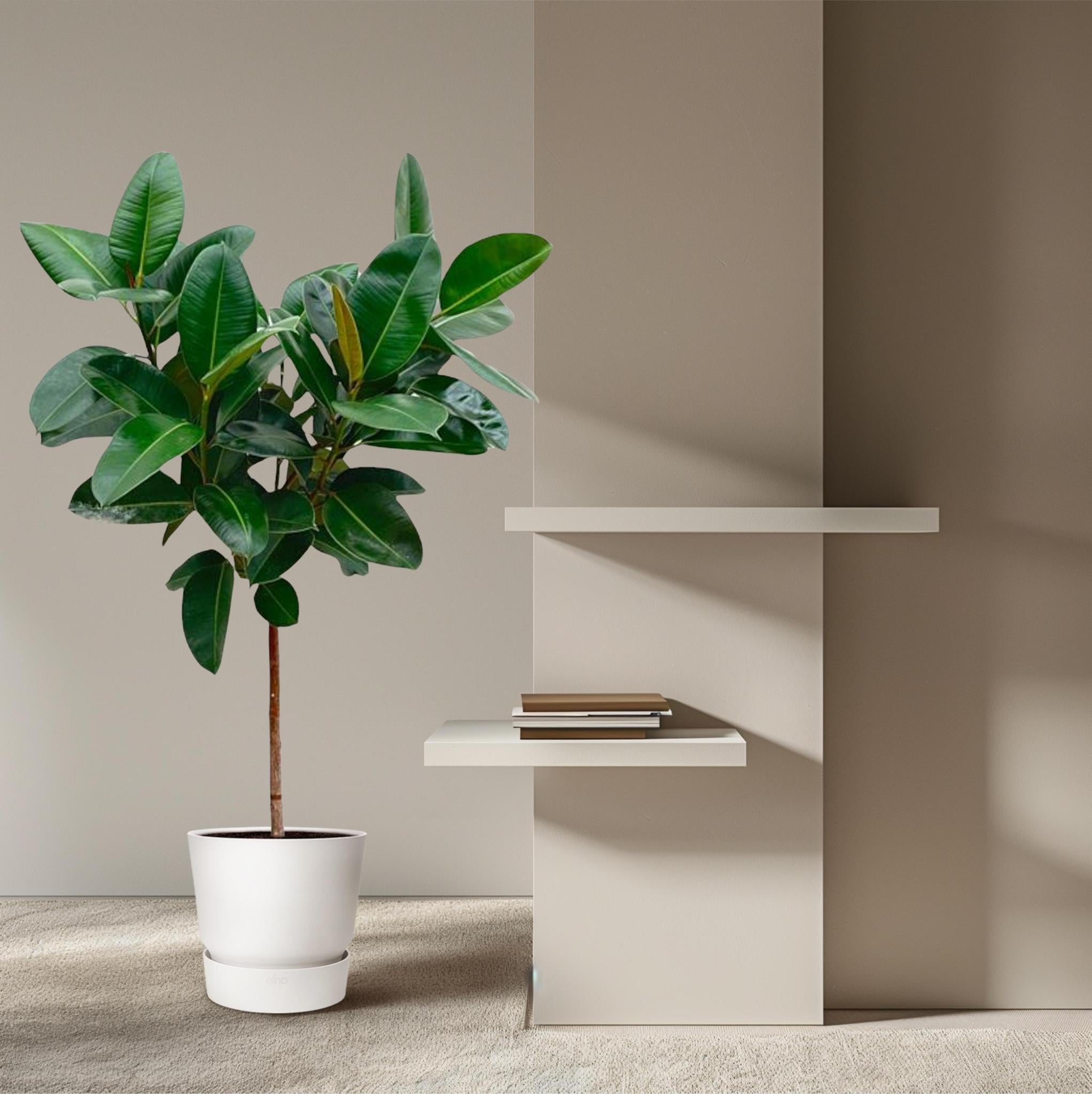 Gummibaum Ficus Elastica Robusta mit Stamm - 130 cm - ø24