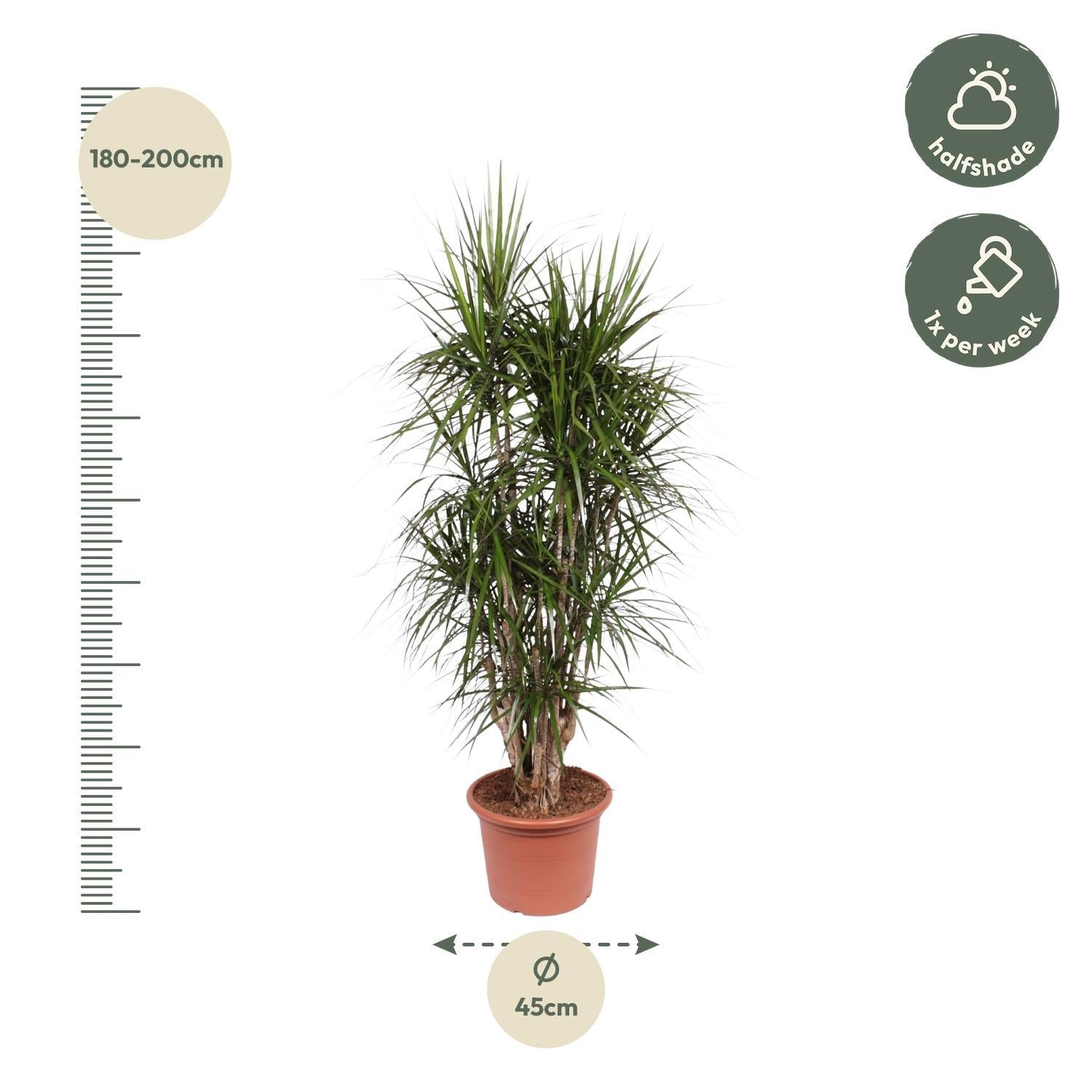 Drachenbaum Marginata - Dracaena Marginata verzweigt- 190 cm - ø45