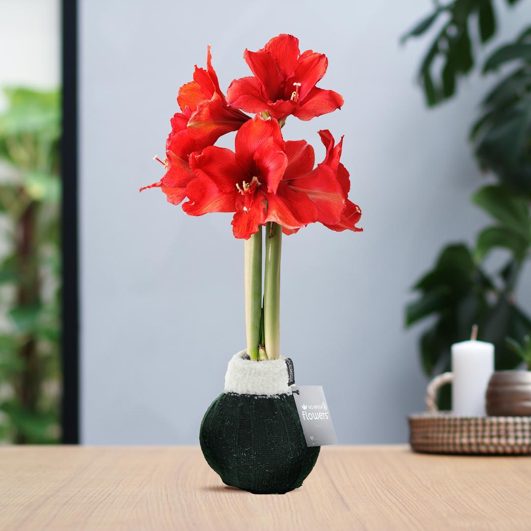 No Water Flowers® (wax amaryllis) | Fashionz Cozy Wooly - Green + Red flower