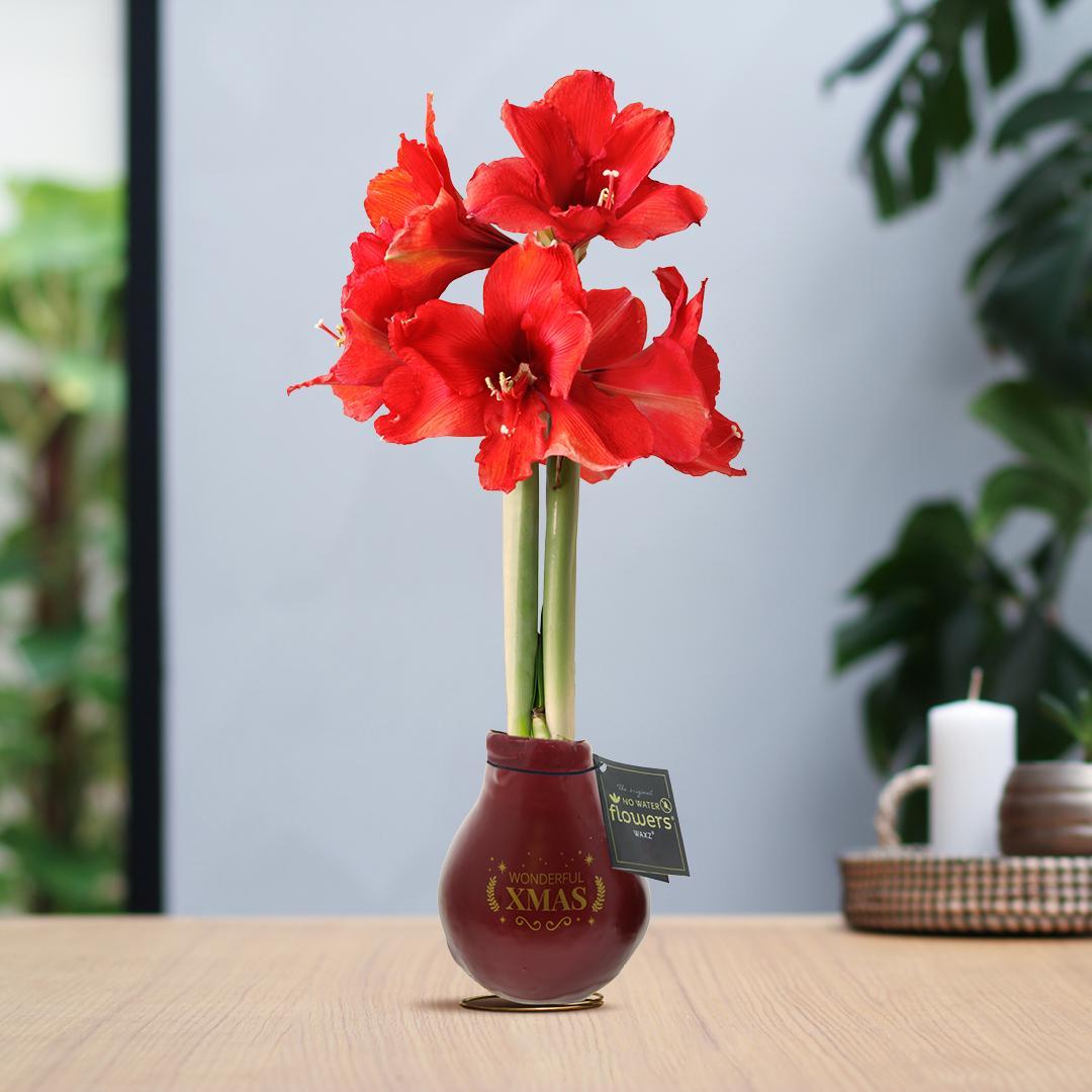 No Water Flowers® (wax amaryllis) | Waxz® Printz "Wonderful XMAS" - Bordeaux + Red flower