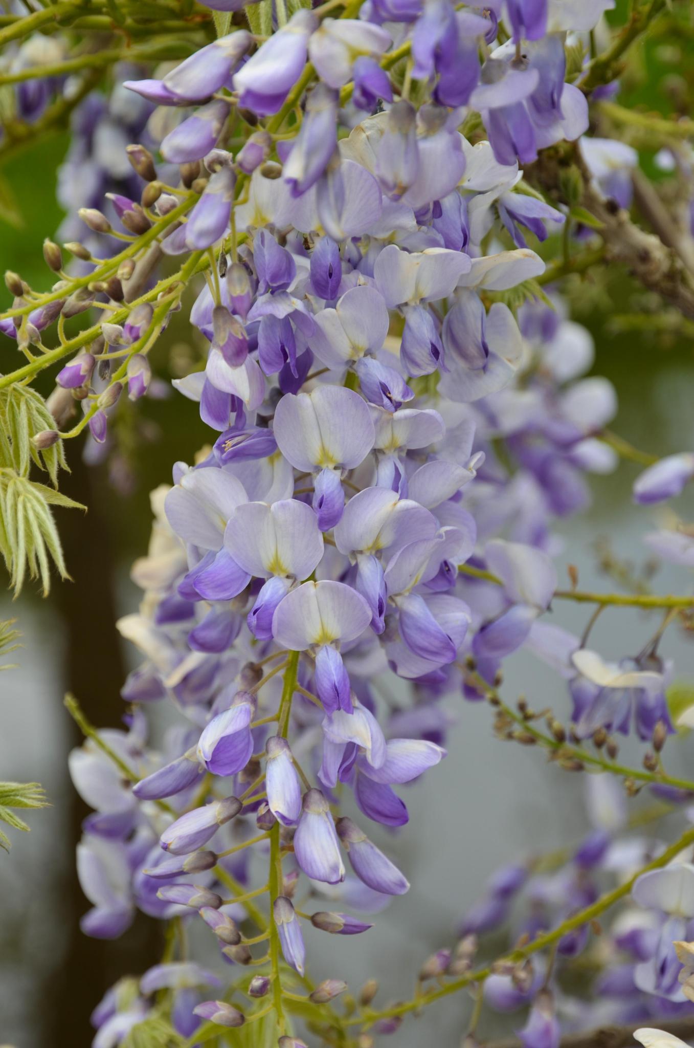 Wisteria sinensis Caroline - Purpurner Regen