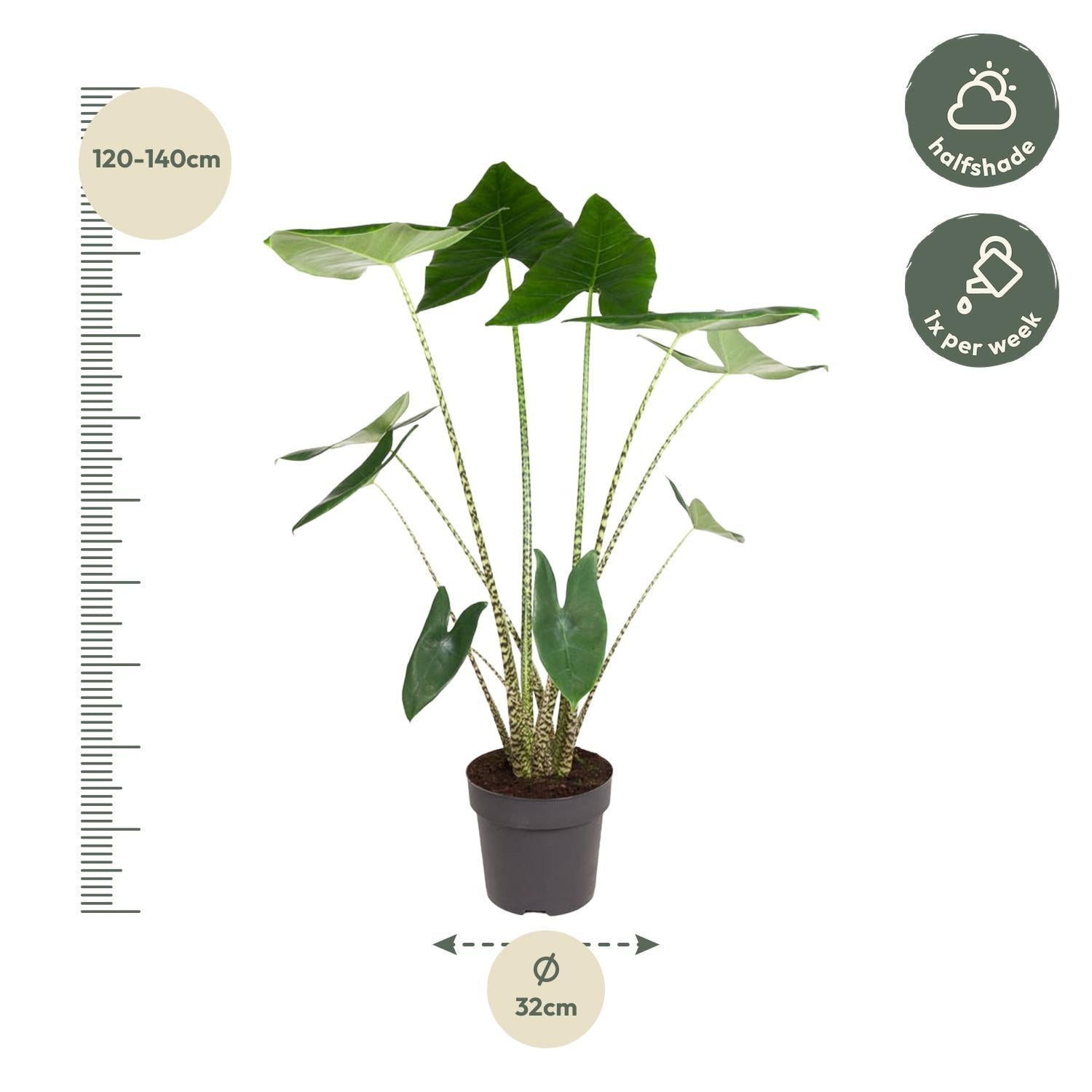 Elefantenohr - Alocasia Zebrina - 130 cm - ø32