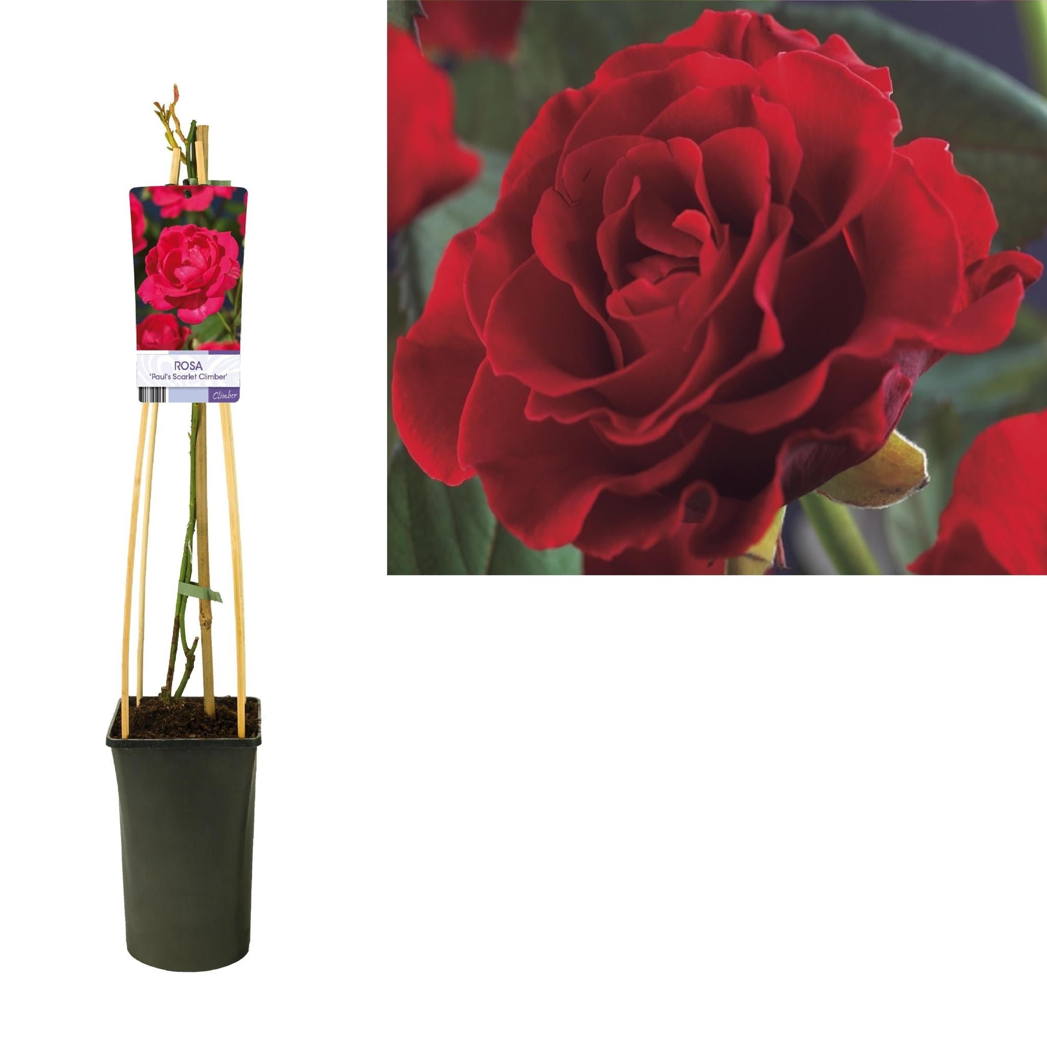 Rose 'Paul's Scarlet Climber' +light Label