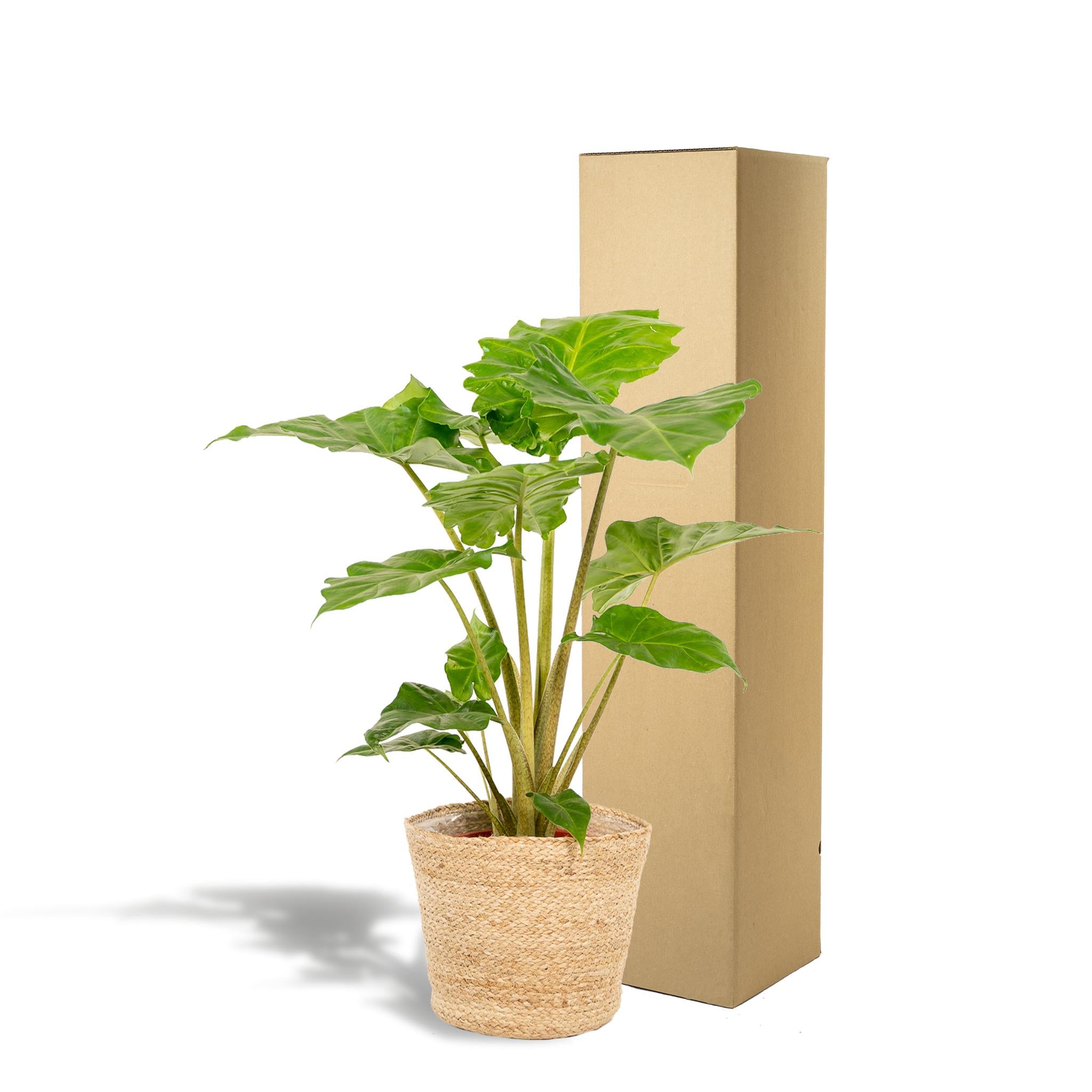 Elefantenohr - Alocasia Portodora - Ø21cm - ↕80cm + Korb Selin