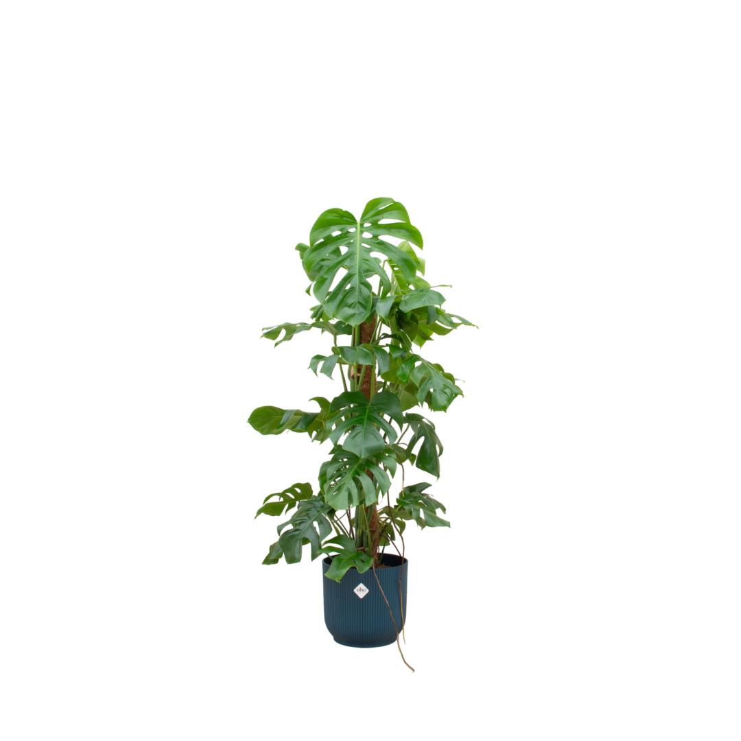 Monstera Pertusum XL inklusive elho Vibes Fold Round Topf blau Ø30  120 cm