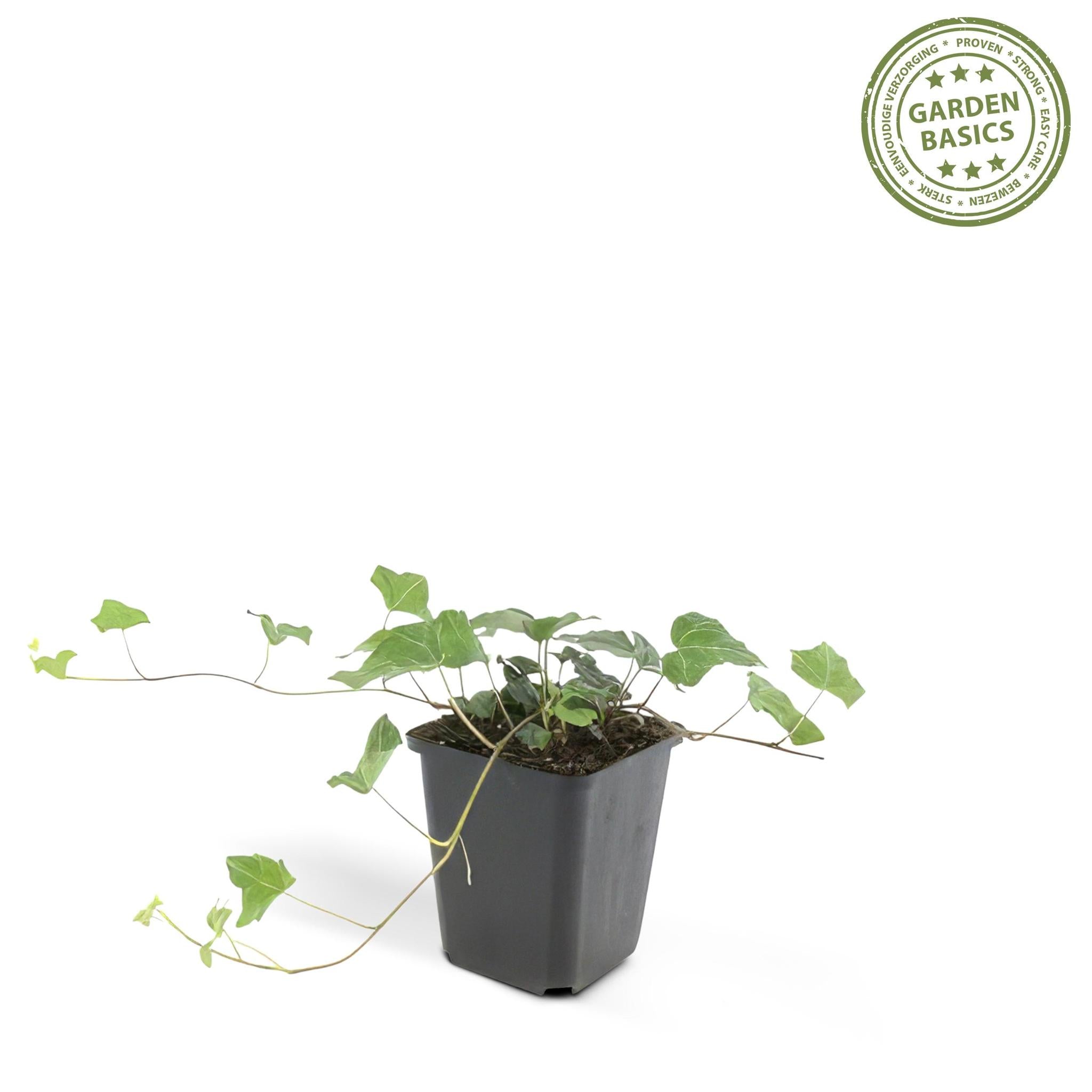 Grüner Gemeiner Efeu - Hedera helix - ↕25cm - Ø9cm