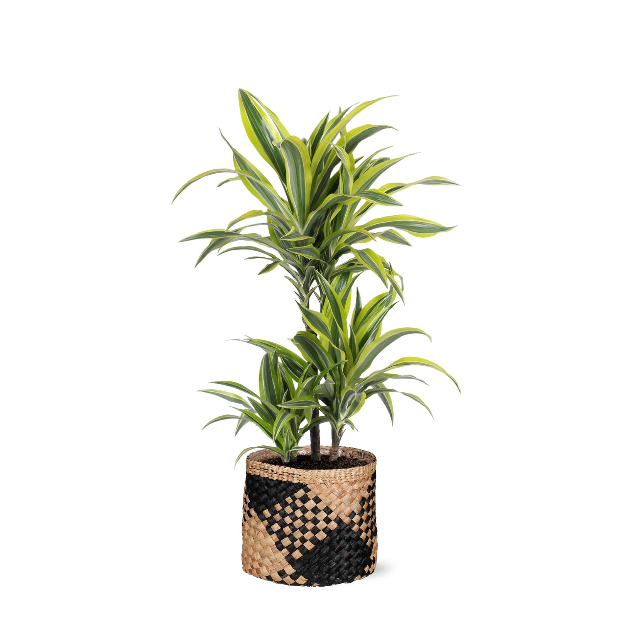 Drachenbaum Lemon Line - Dracaena Lemon Lime Ø21cm - ↕65cm in Albury BLACK print Korb