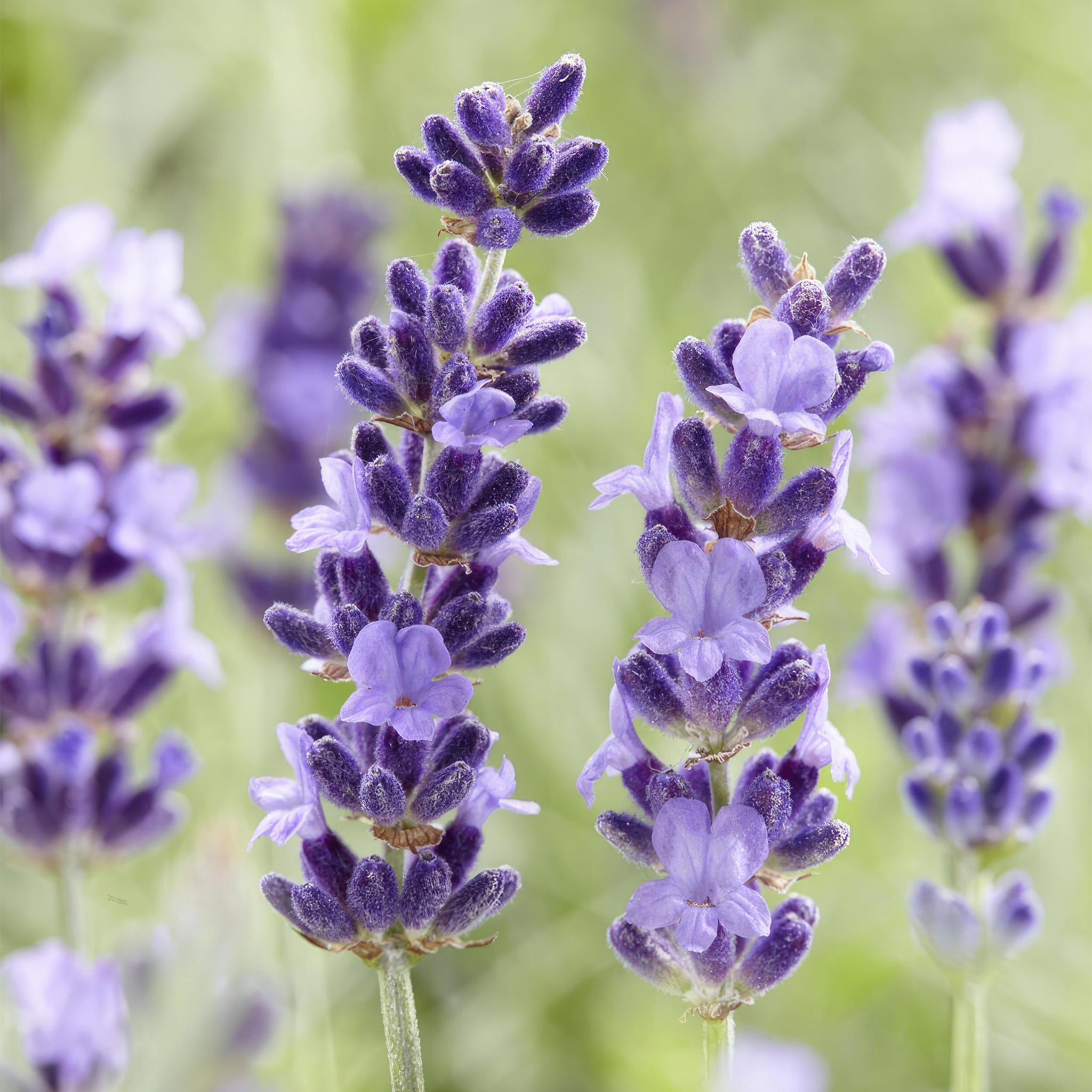 Lavendel - Lavandula 'Hidcote' - ↕10-25cm - Ø9cm - 6 Stück