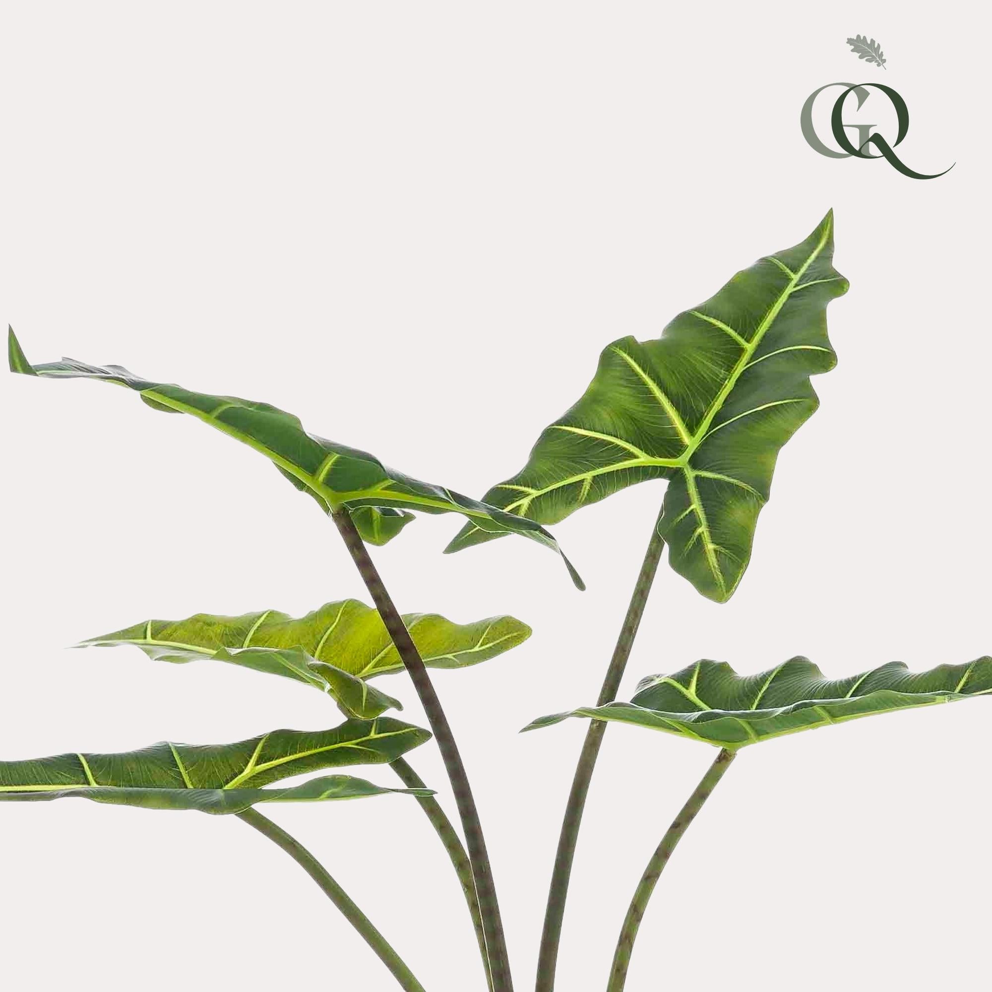 Kunstpflanze - Alocasia Frydek - 80 cm