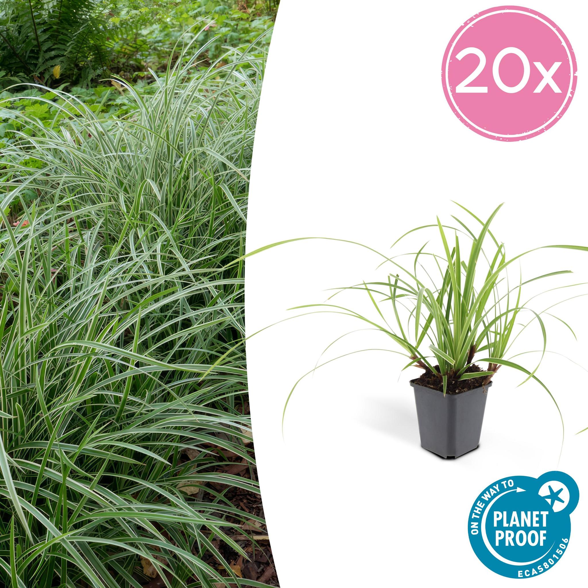 Ziergras - Carex morrowii 'Ice Dance' - ↕10-25cm - Ø9cm - 20 Stück