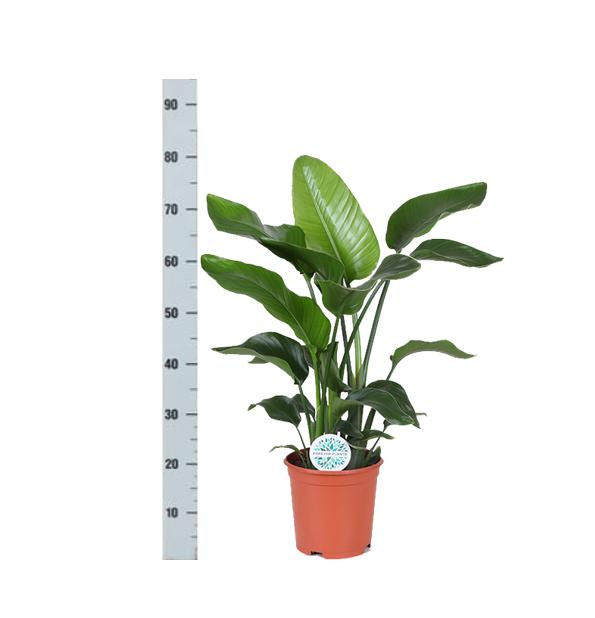 Strelitzia Nicolai - Ø21cm - ↕80cm in Albury BLACK print Korb