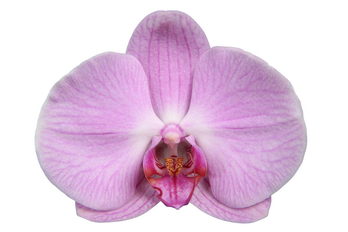 Orchidee Phalaenopsis Elion - 3 tak - 60 cm - Ø12cm