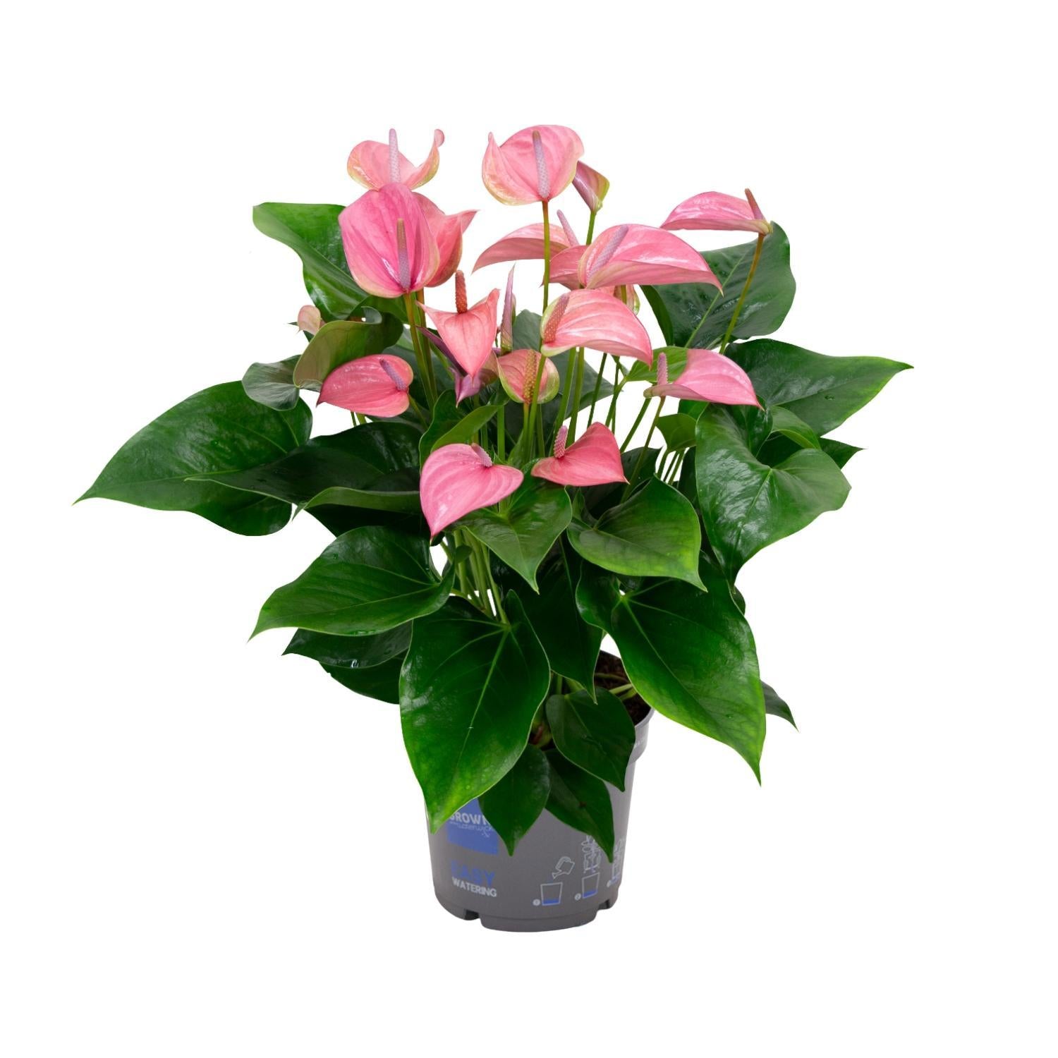 Anthurie - Anthurium KARMA Joli - Ø17cm - ↕55cm Rosa