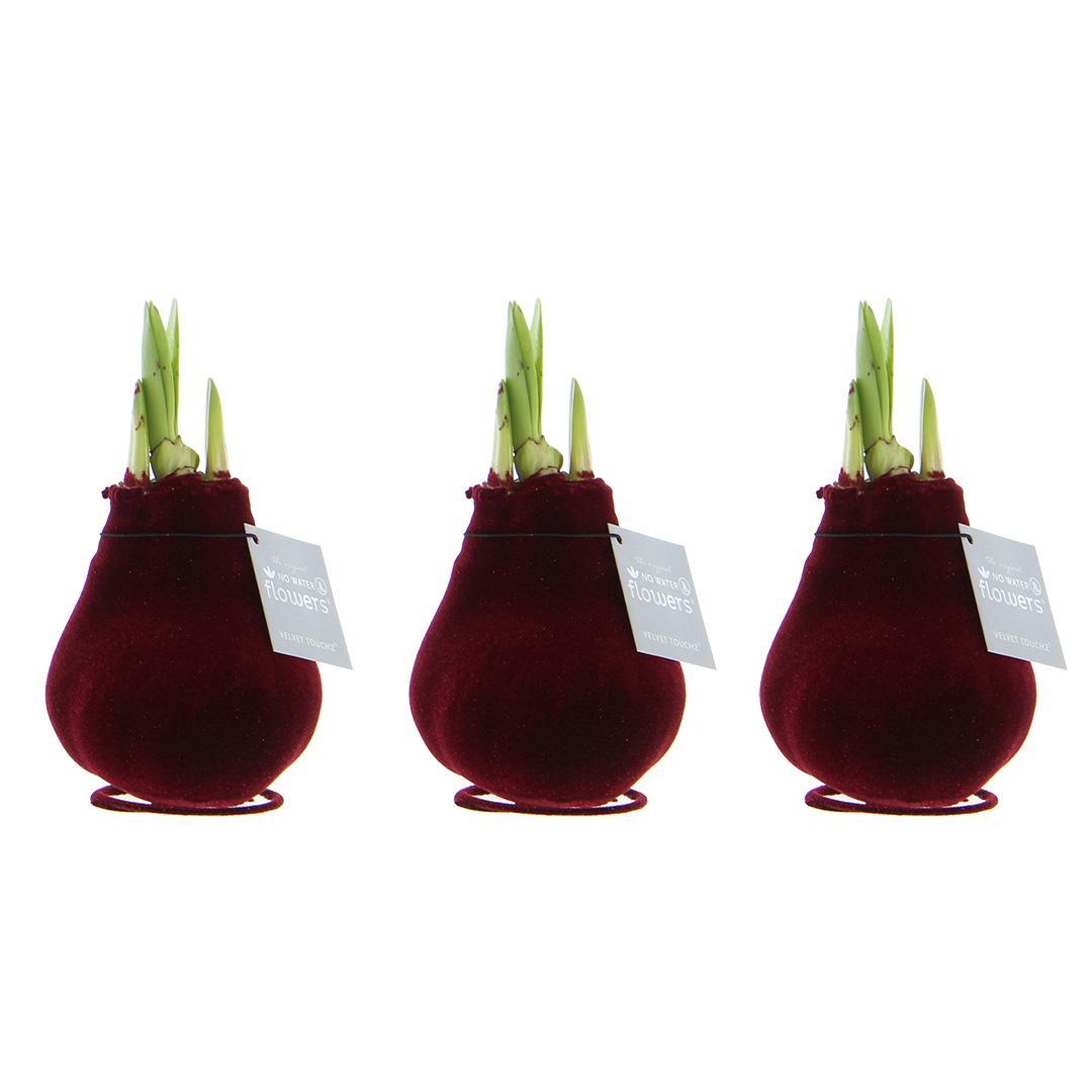 No Water Flowers® (wax amaryllis) | Velvet Touchz® Bordeaux (3 pack) + Red flower