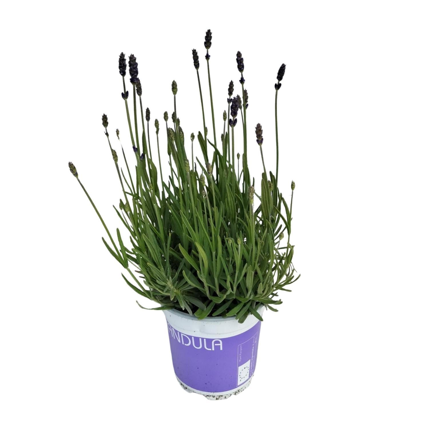 Lavendel - Lavandula Hidcote Blue Blau - Ø12cm - ↕20cm